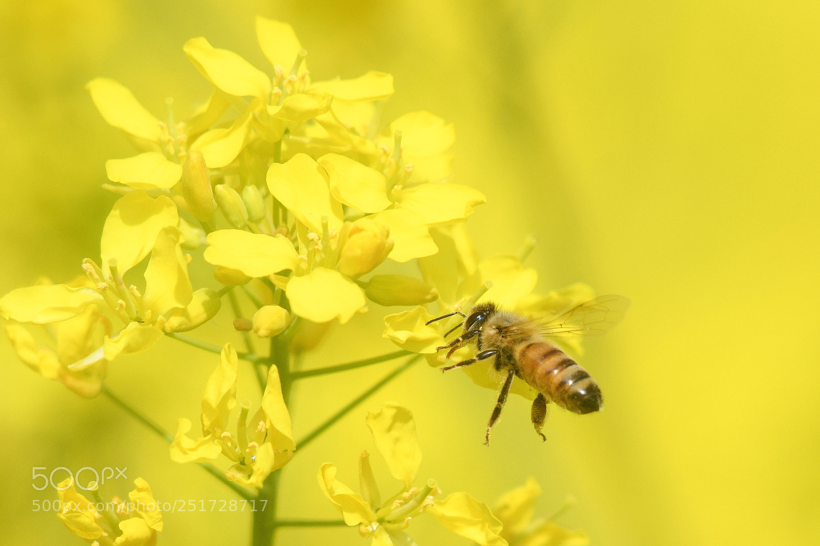 Nikon D850 sample photo. Full bloom,honey. photography