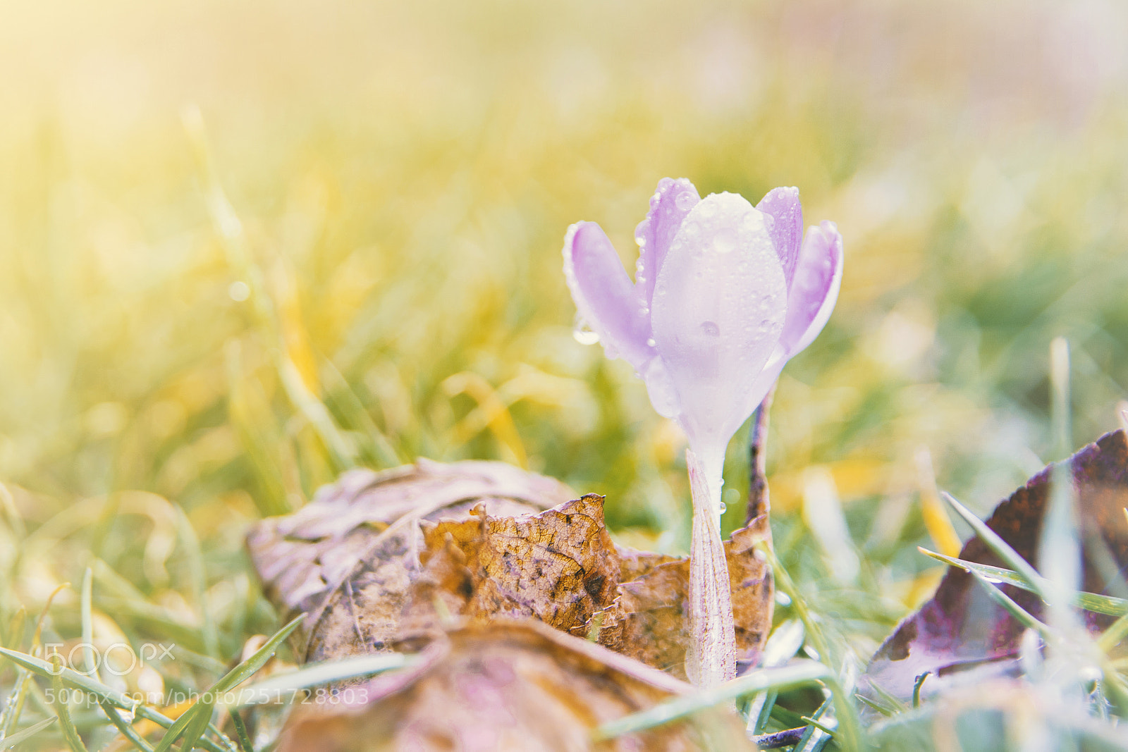 Nikon D3300 sample photo. Wildflower photography