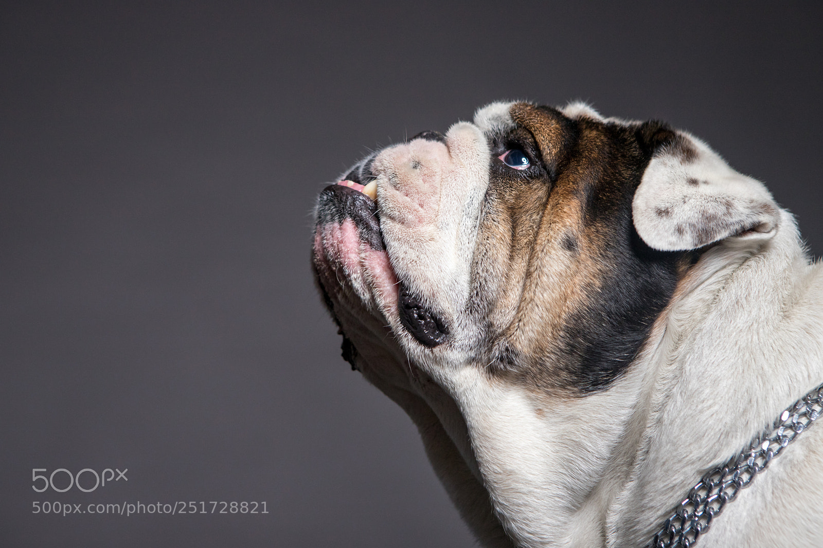 Canon EOS 6D Mark II sample photo. Bulldog head profile on photography