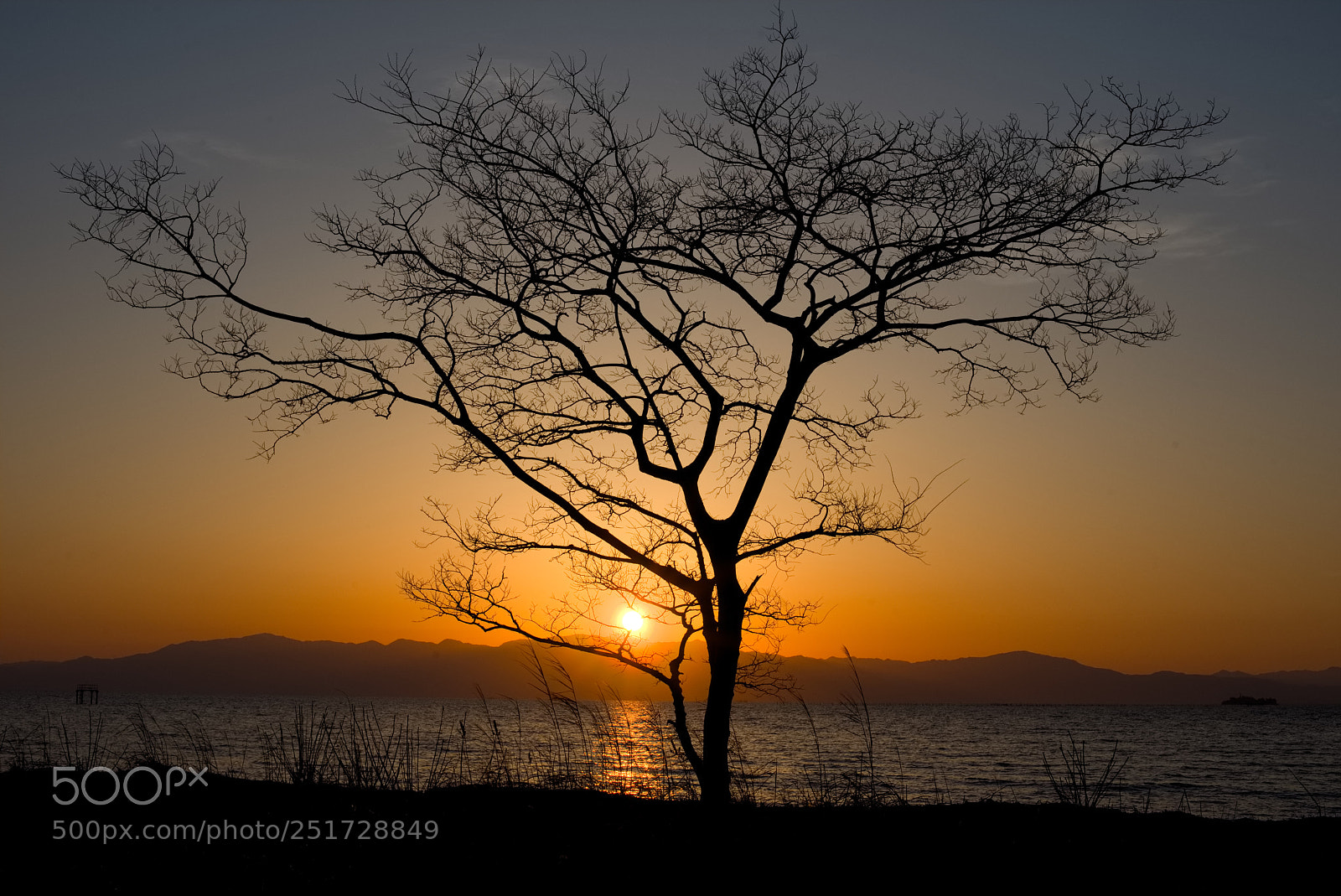 Nikon D810 sample photo. Sunset with tree... photography