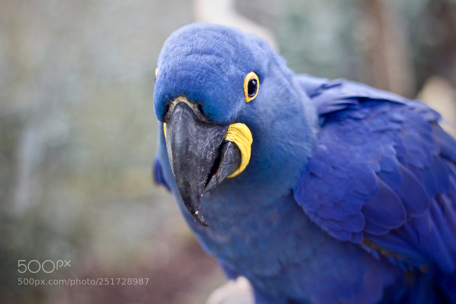 Canon EOS 600D (Rebel EOS T3i / EOS Kiss X5) sample photo. Blue parrot photography