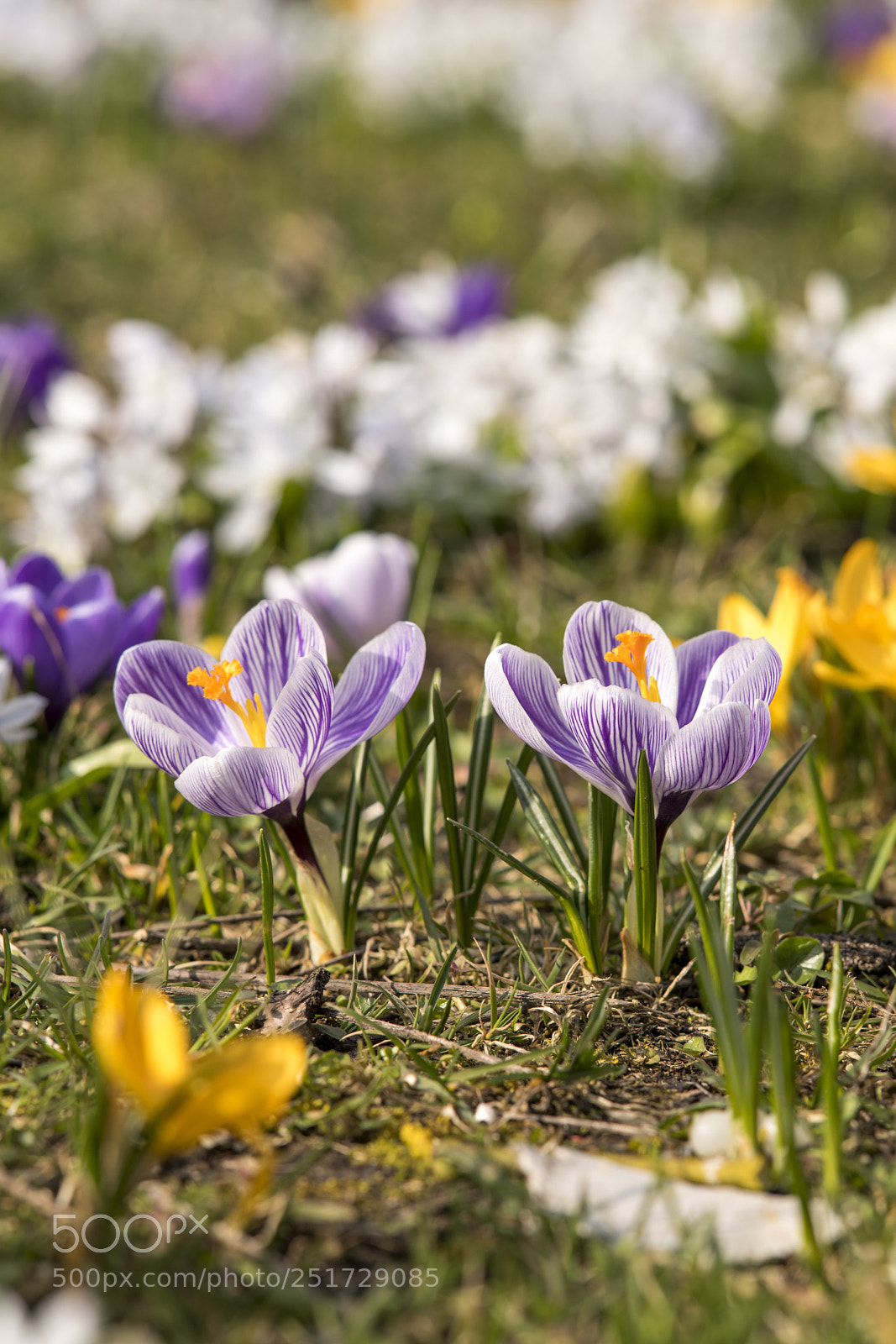 Nikon D850 sample photo. Frühling photography