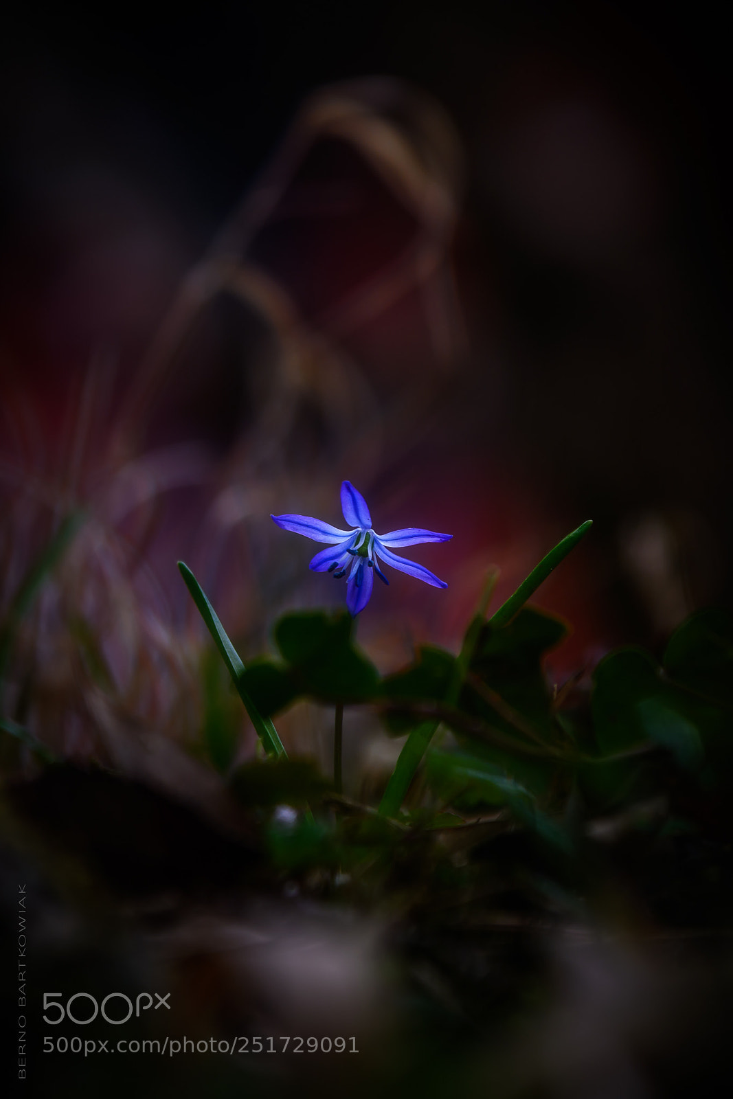Nikon D7100 sample photo. Blaustern (scilla) photography