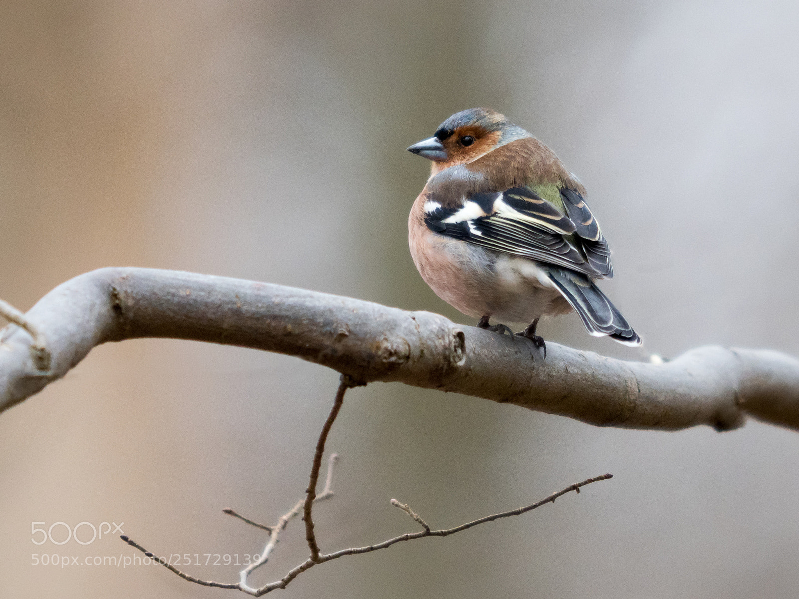 Olympus OM-D E-M1 Mark II sample photo. Chaffinch photography