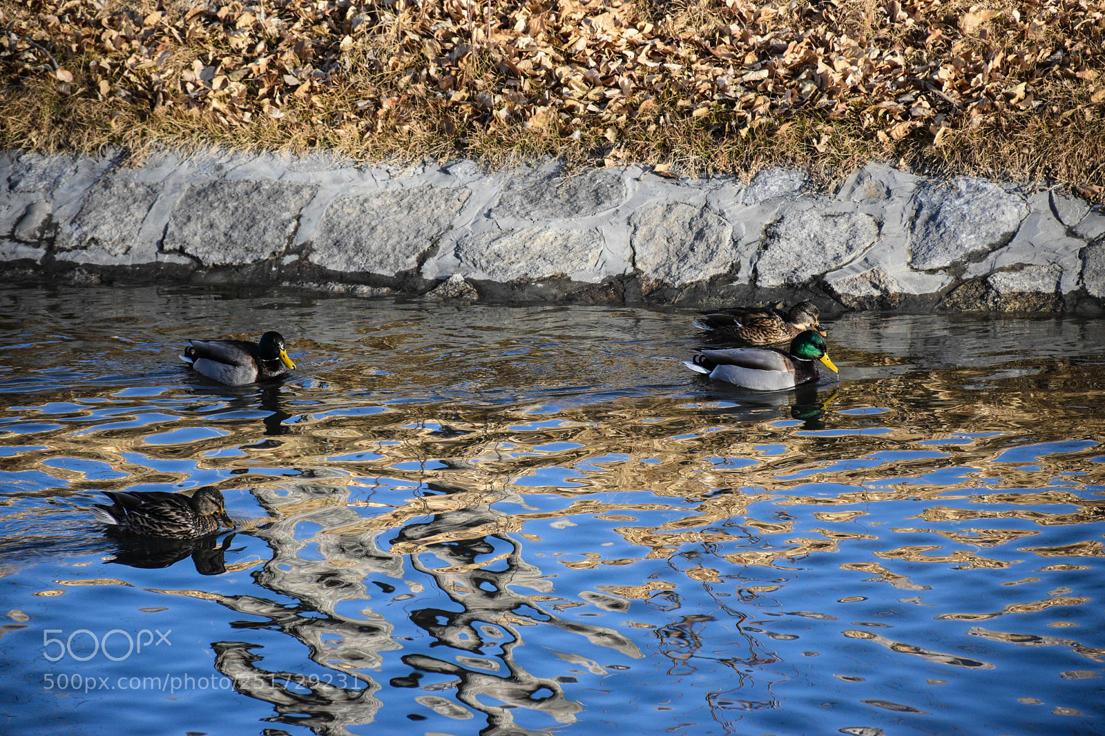 Nikon D5600 sample photo. 闲适 photography