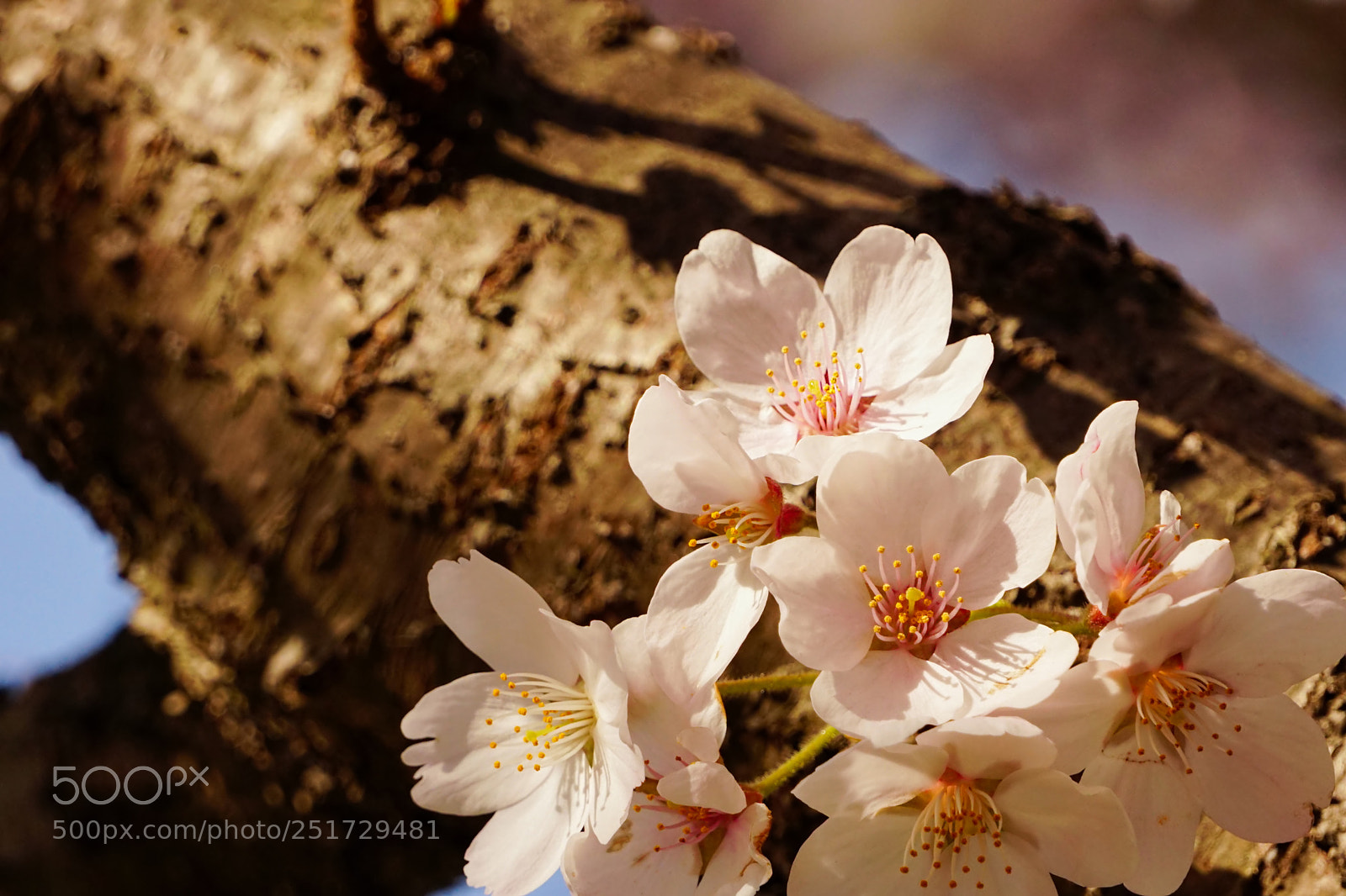 Sony a6300 sample photo. Sakura no.2 photography