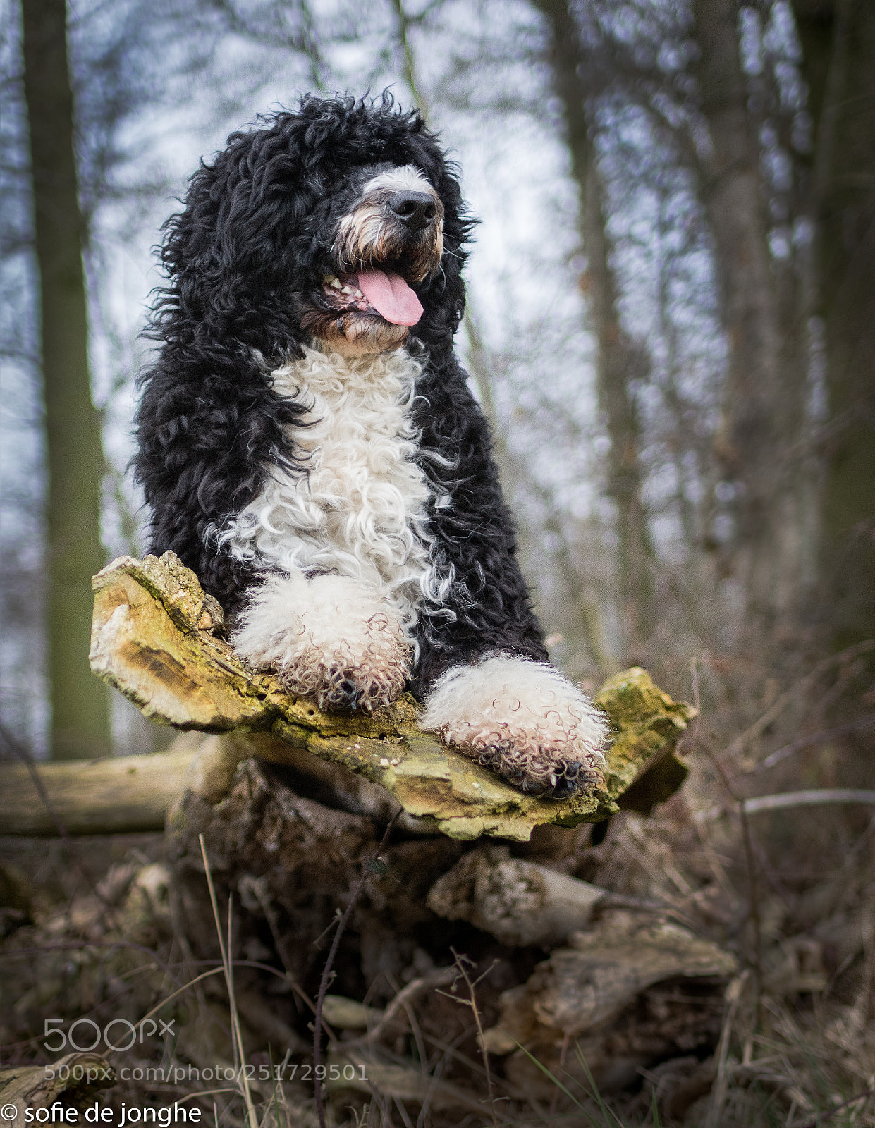 Nikon D7200 sample photo. King of the forest photography