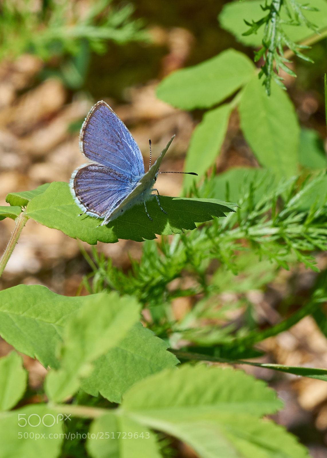 Sony a7R II sample photo. Western tailed-blue photography