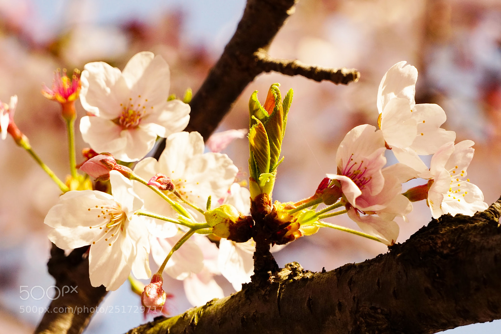 Sony a6300 sample photo. Sakura no.3 photography