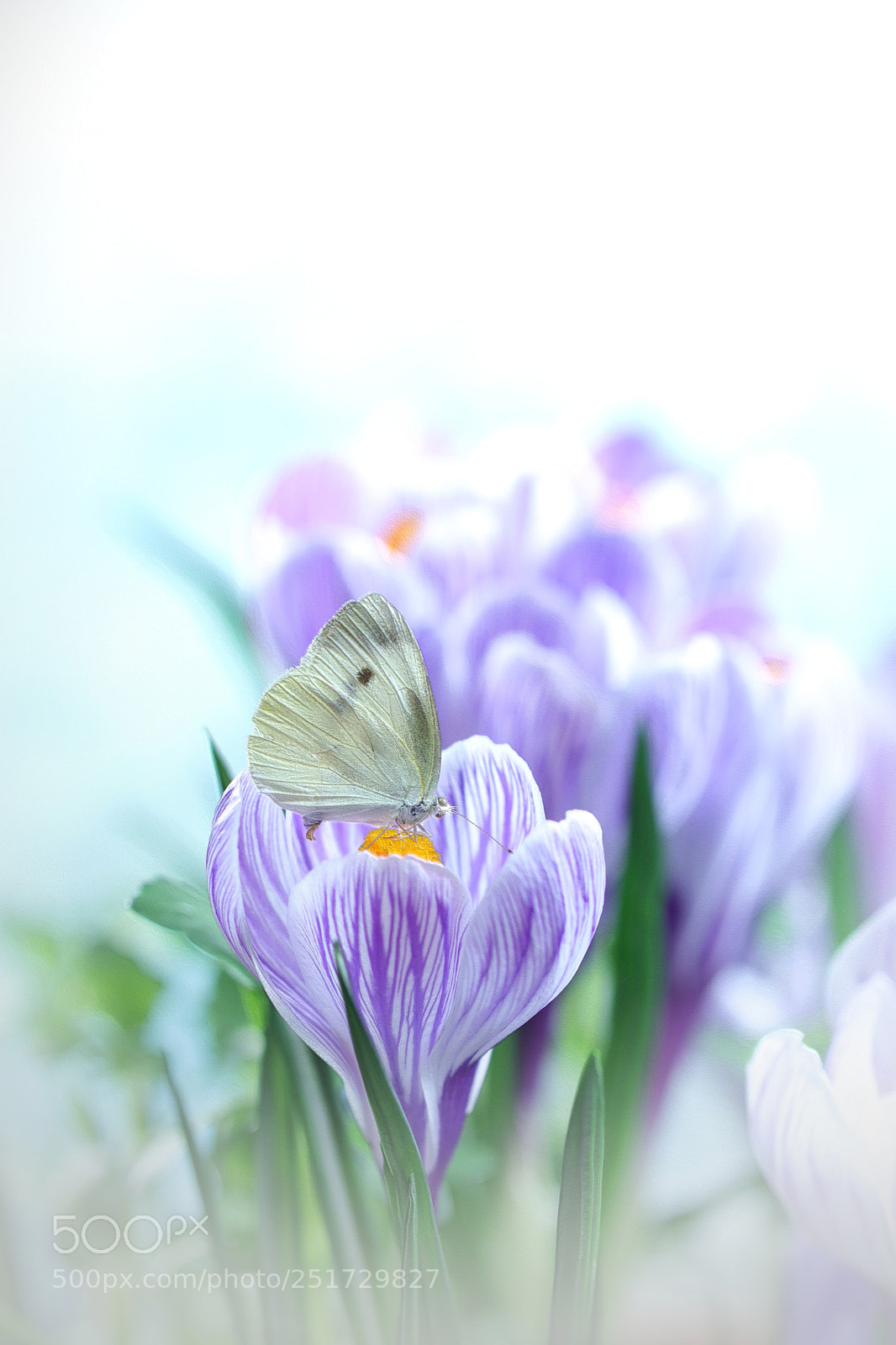 Canon EOS 80D sample photo. Img photography
