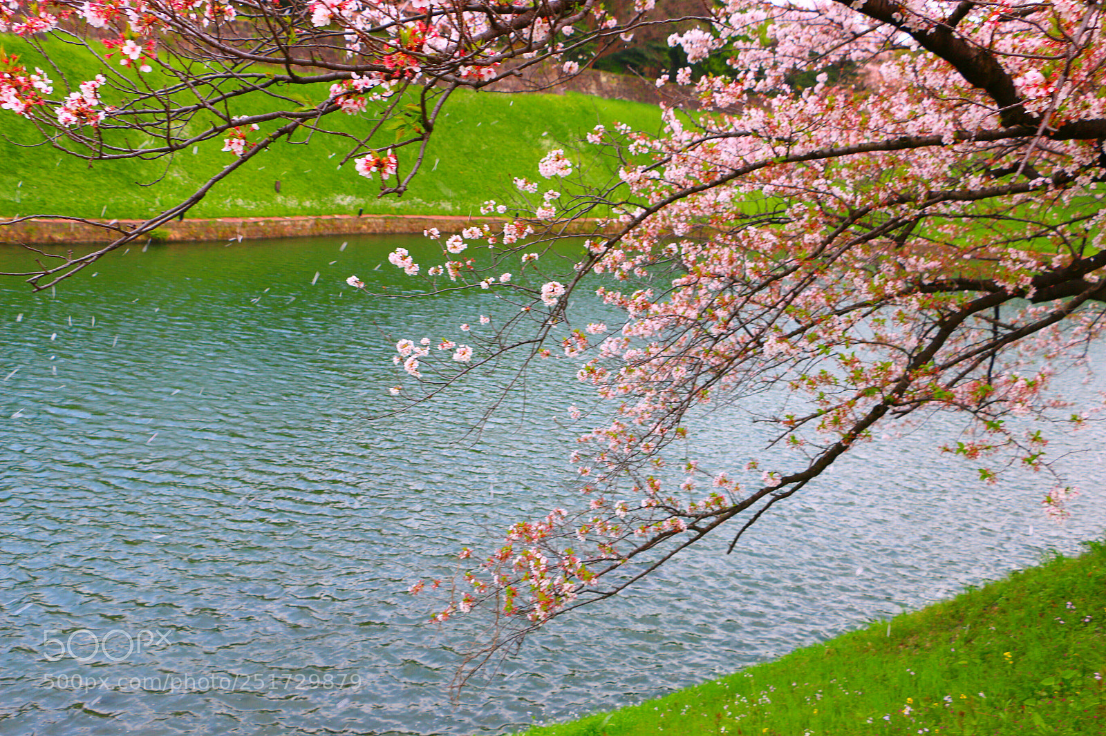 Canon EOS 70D sample photo. A flurry of cherry photography