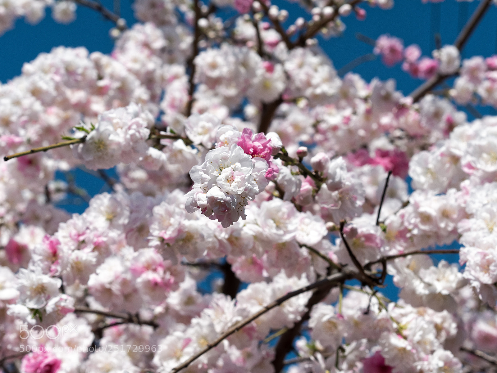 Panasonic Lumix DMC-GX7 sample photo. Sakura photography