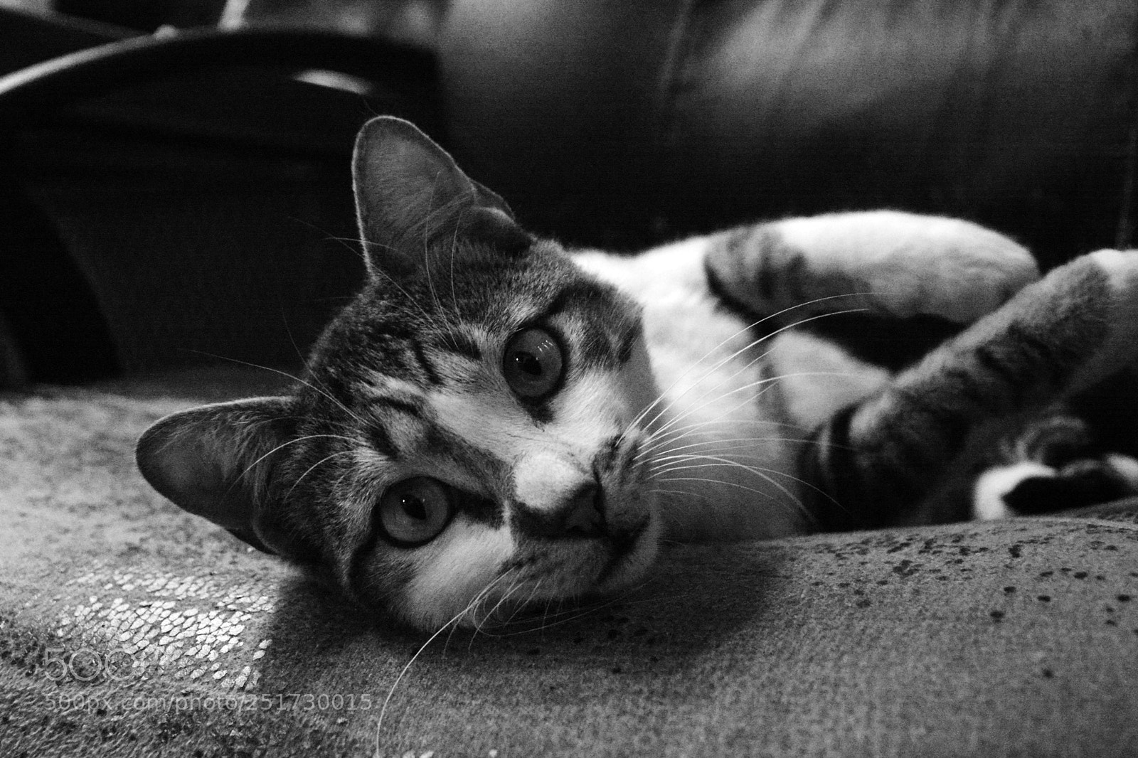 Nikon D7100 sample photo. Monkey photography