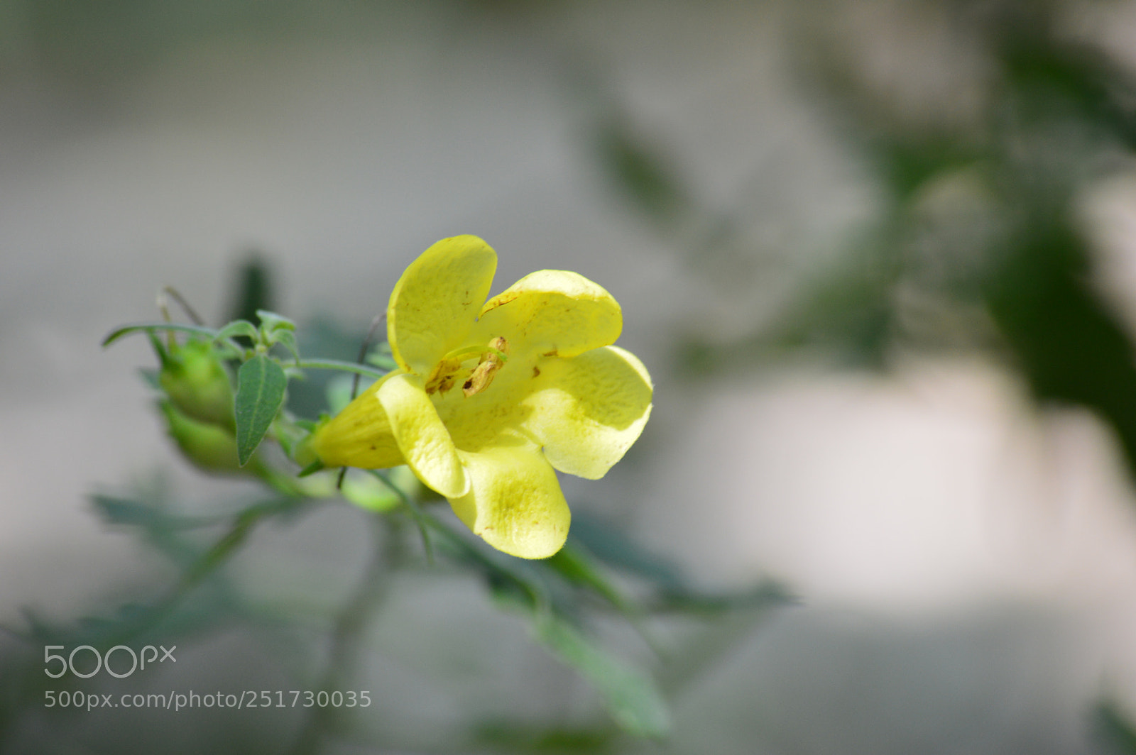 Nikon D3200 sample photo. Yellow photography