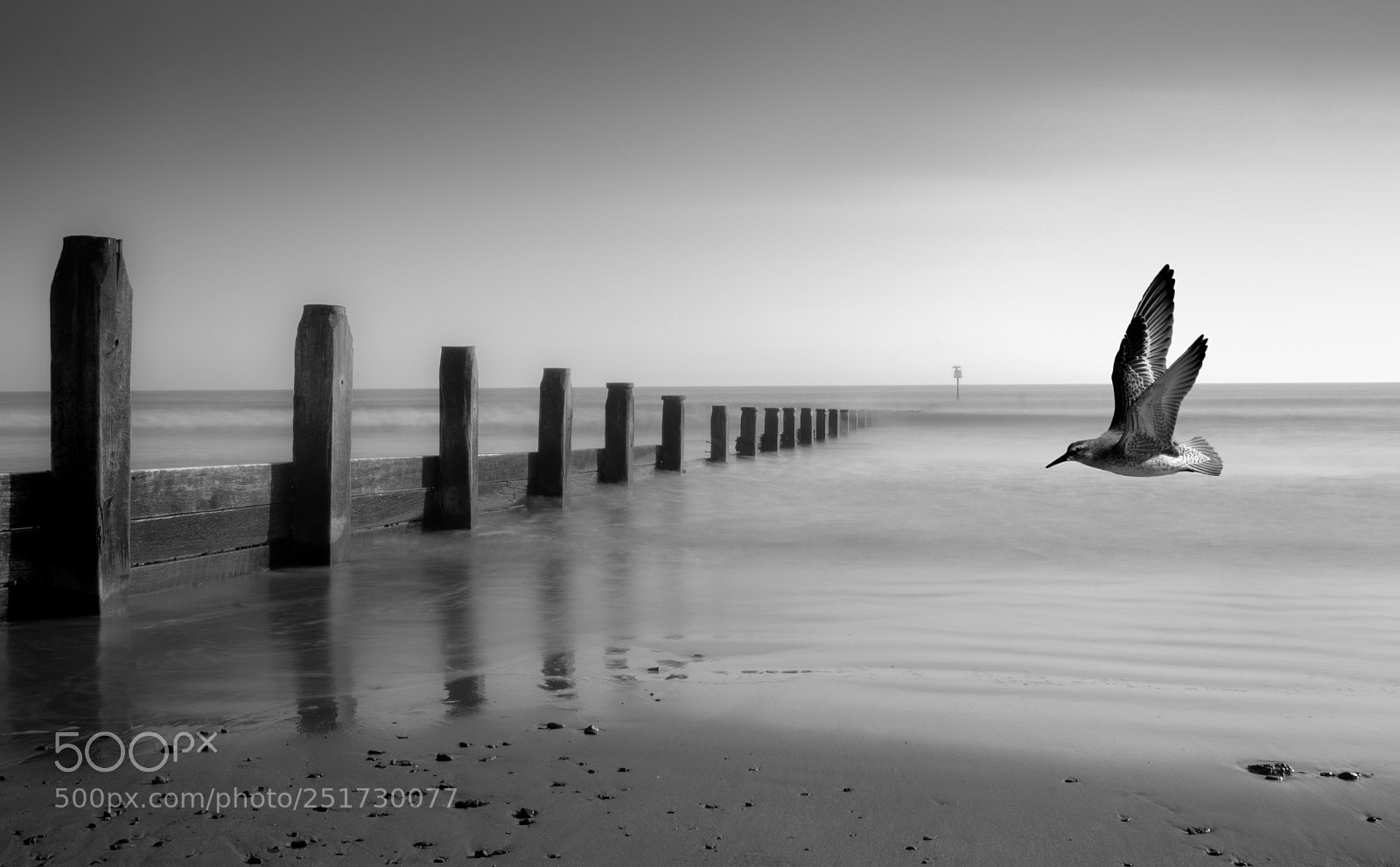 Canon EOS 70D sample photo. Redcar beach with seagull photography