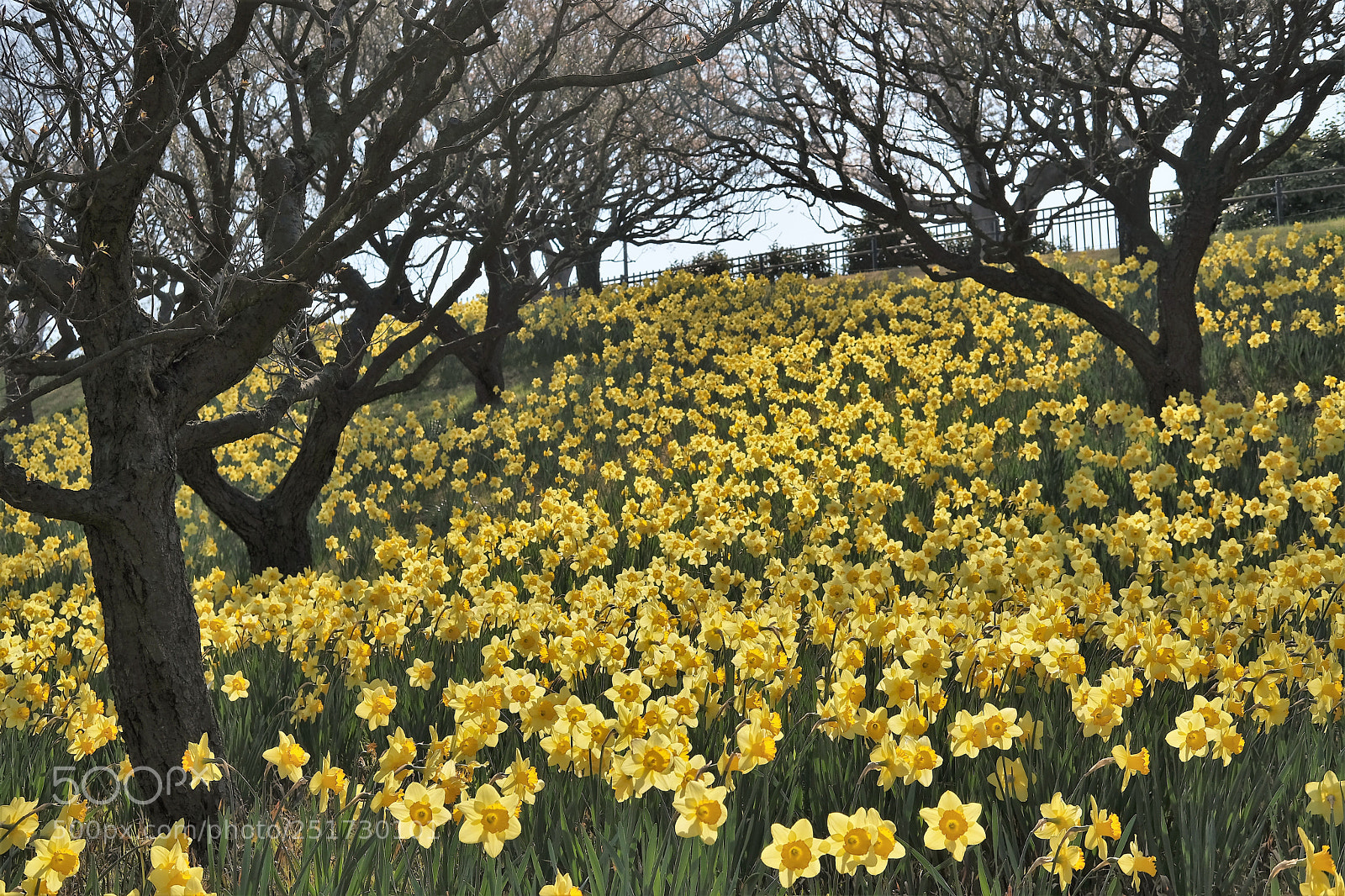 Fujifilm X-T2 sample photo. Happy color daffodils photography
