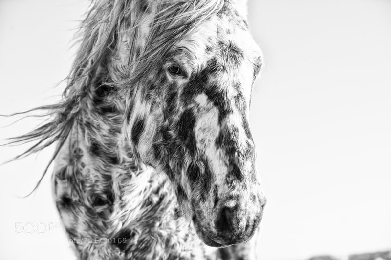 Canon EOS 5D Mark IV sample photo. Untitled photography