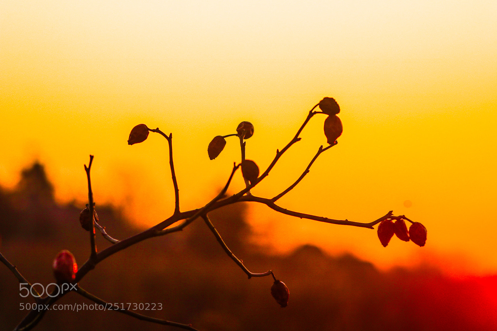 Canon EOS 750D (EOS Rebel T6i / EOS Kiss X8i) sample photo. Rose hip photography