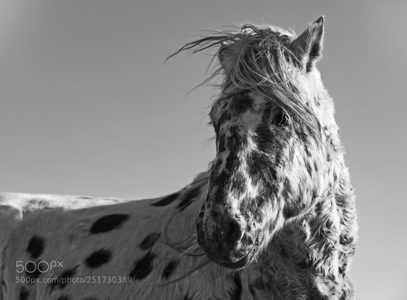 Canon EOS 5D Mark IV sample photo. Untitled photography