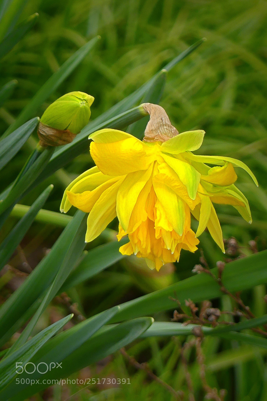 Panasonic Lumix DMC-FZ300 sample photo. Narcissus golden ducat... photography