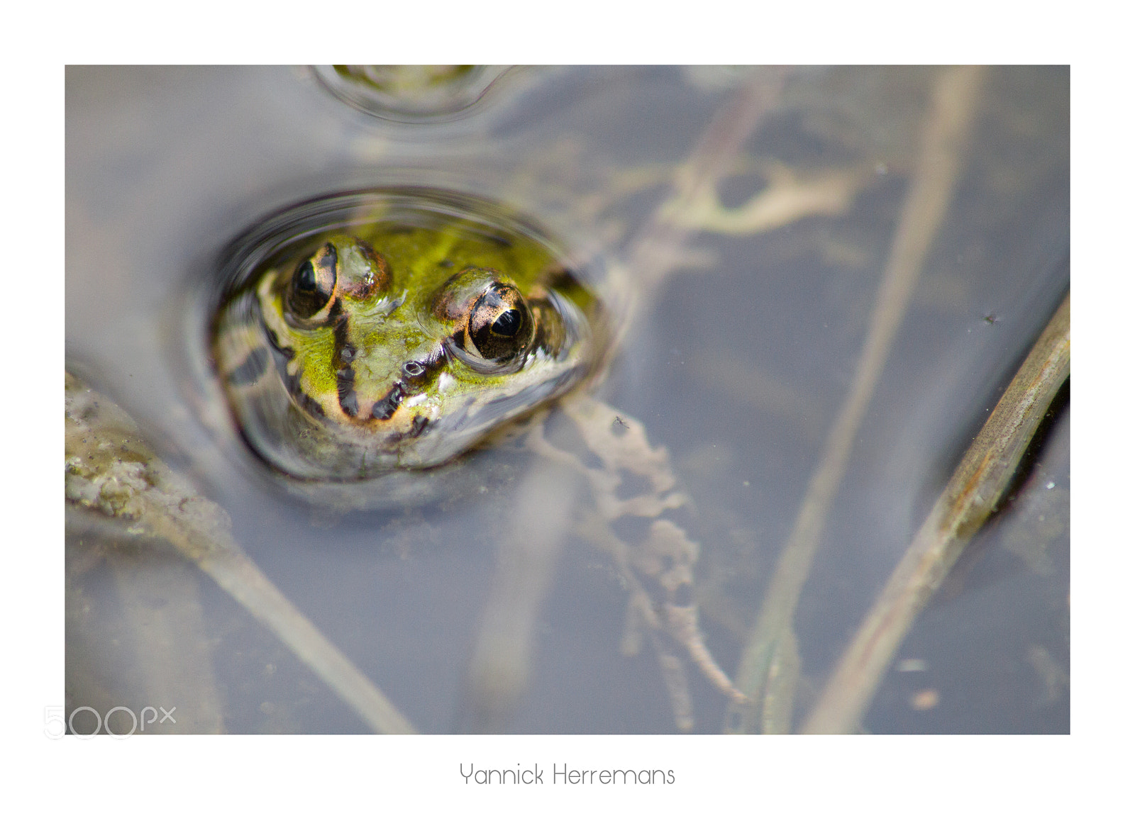 Canon EOS 1100D (EOS Rebel T3 / EOS Kiss X50) sample photo. Grenouille verte / edible frog photography