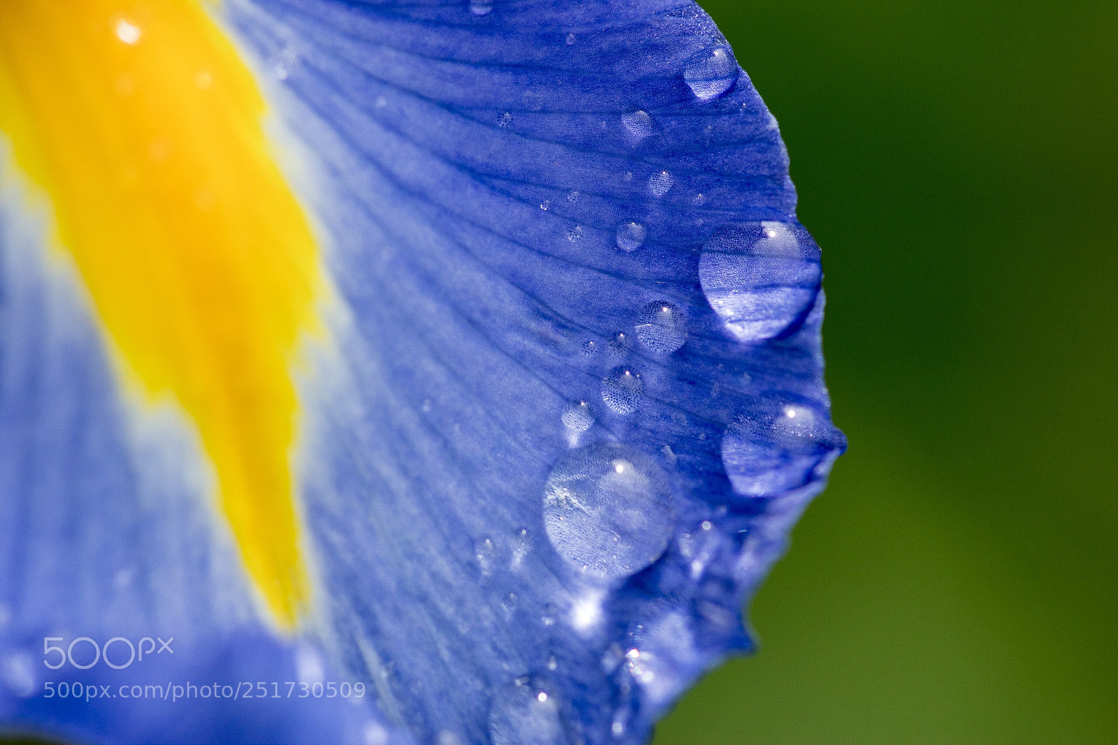 Sony SLT-A68 sample photo. Drops photography