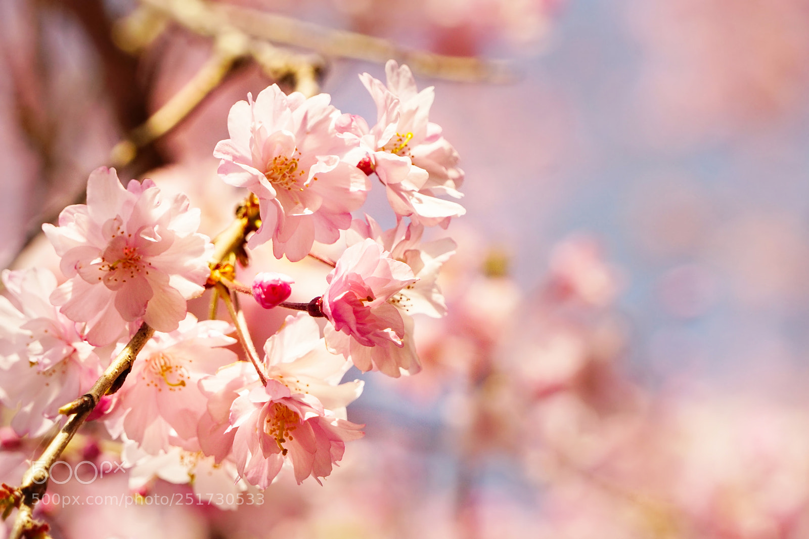 Sony a6300 sample photo. Sakura no.4 photography