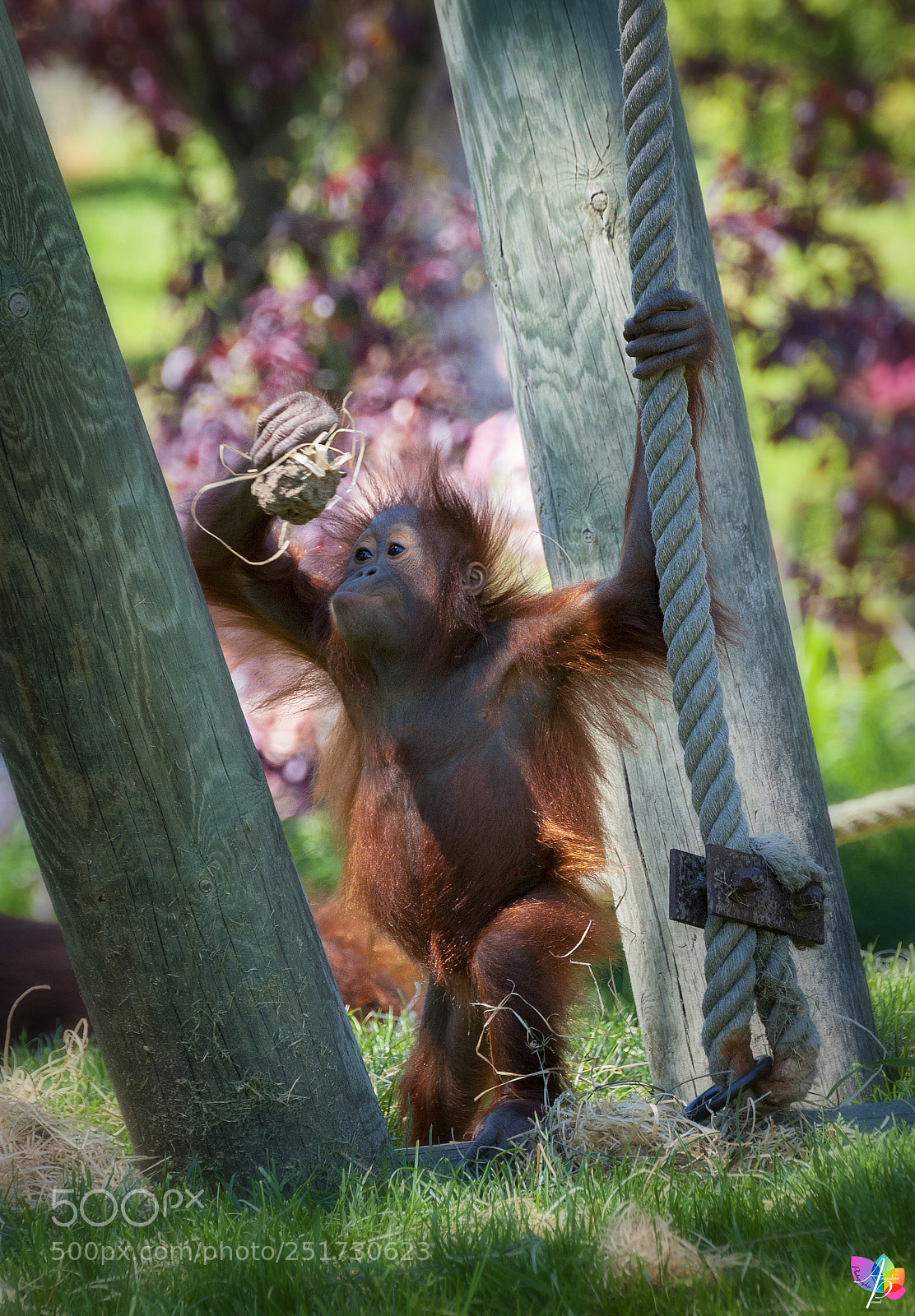 Nikon D300 sample photo. Baby orangutan discovering nature photography