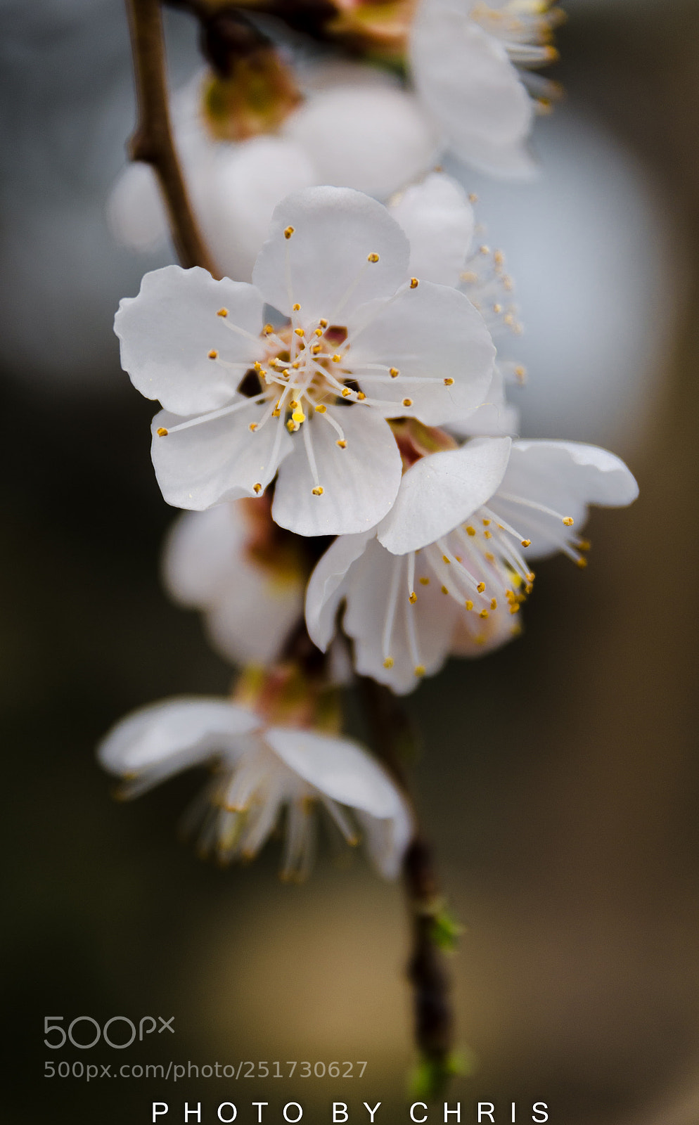 Nikon D7000 sample photo. 杏花村 photography