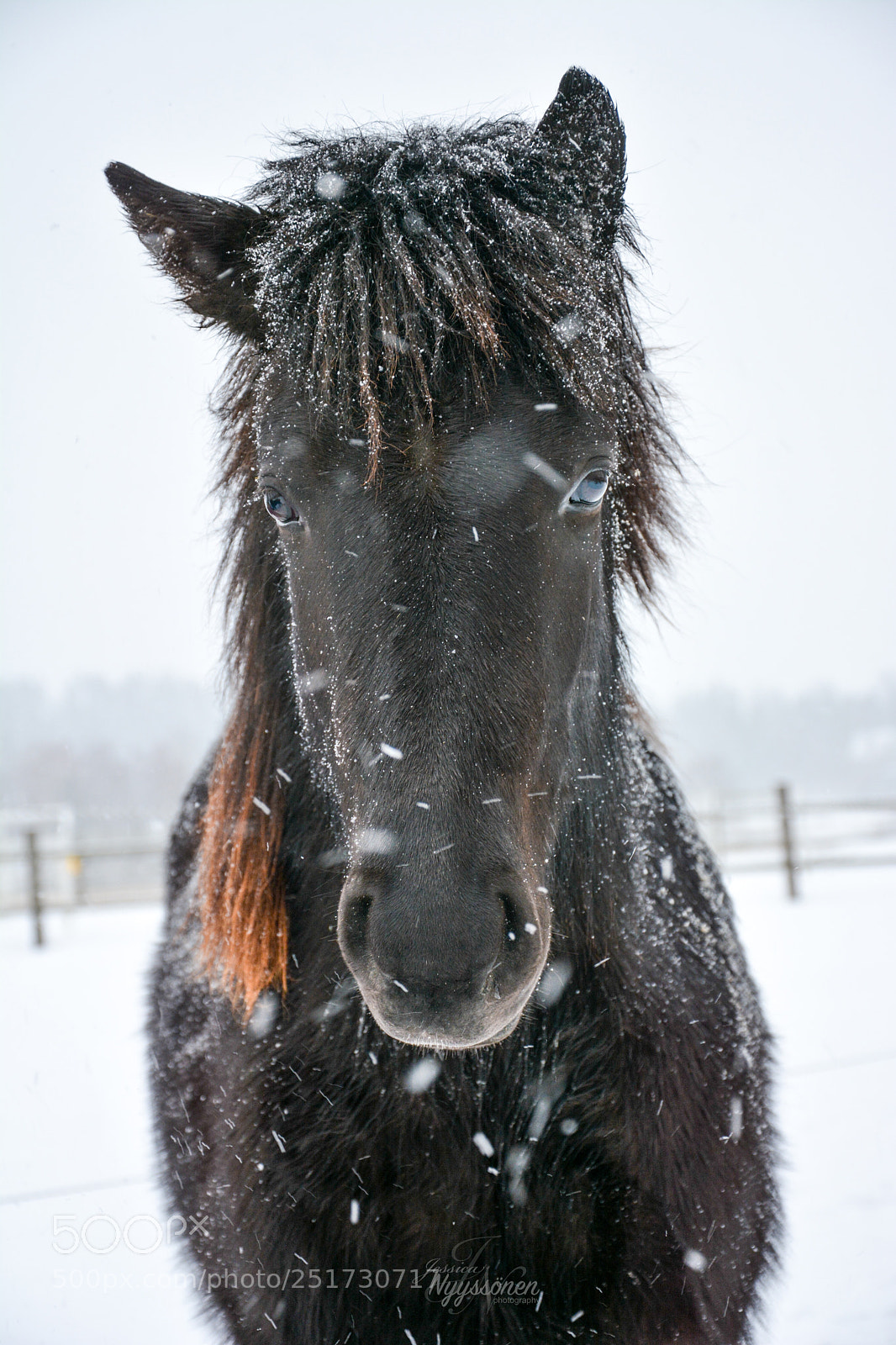 Nikon D7100 sample photo. Black icelandic horse photography