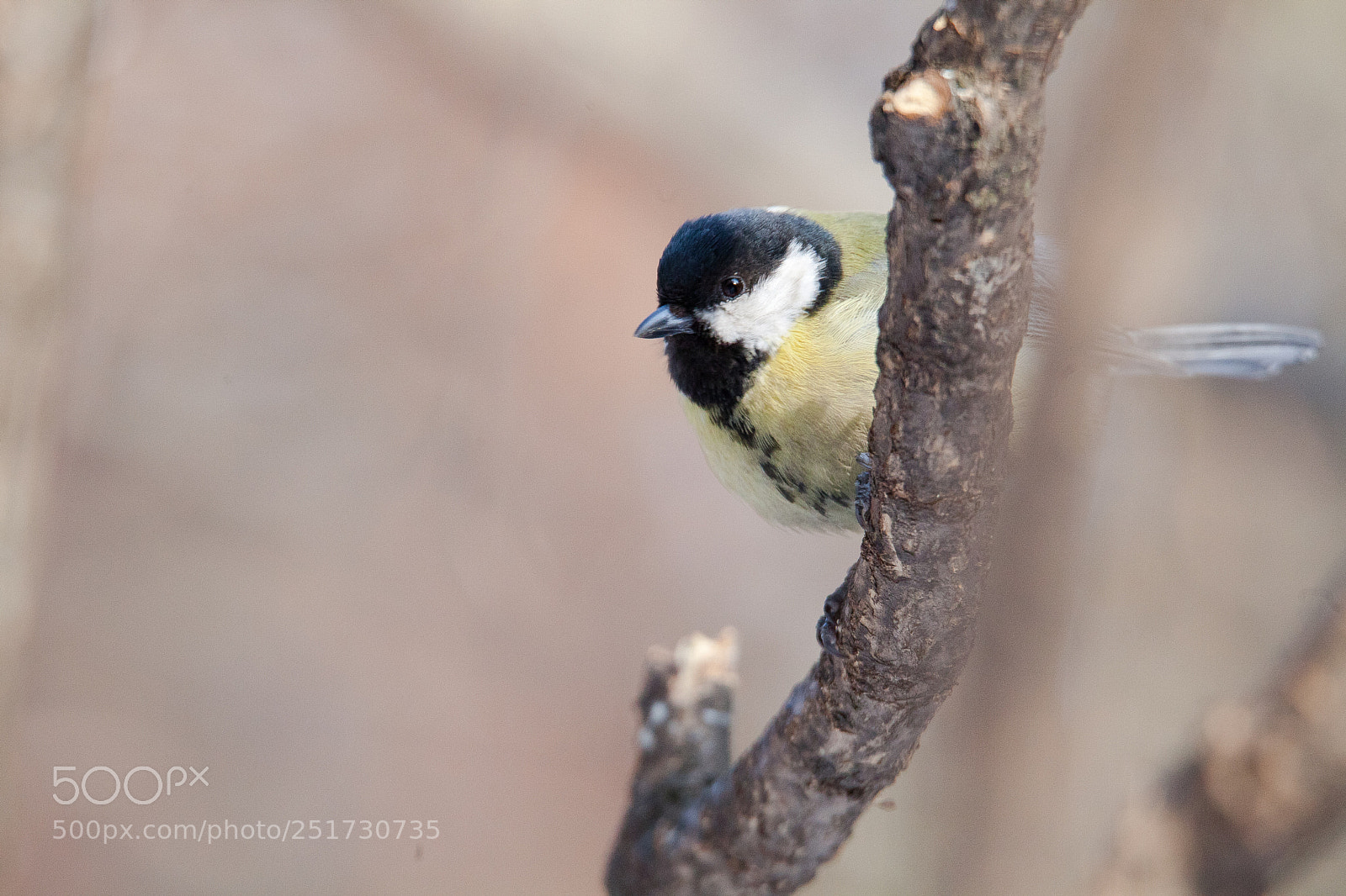 Canon EOS 5D Mark II sample photo. Img photography