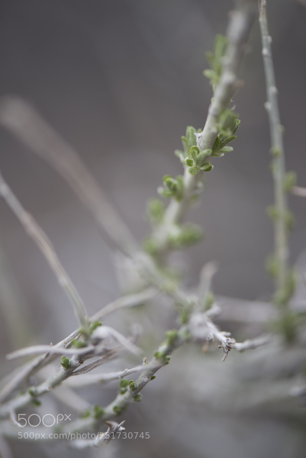 Nikon D810 sample photo. Desert bloom photography