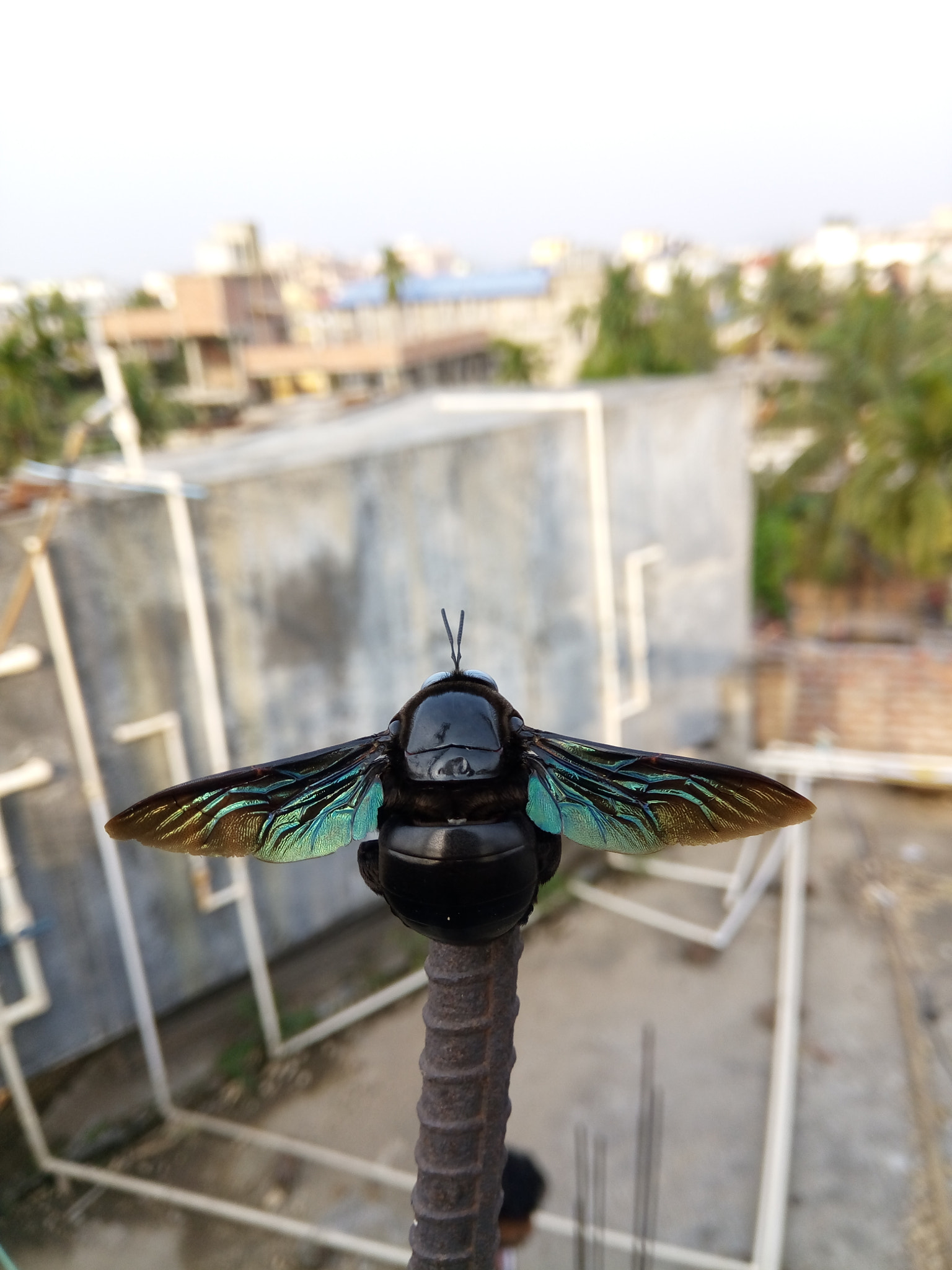 GIONEE A1 lite sample photo. Fly photography