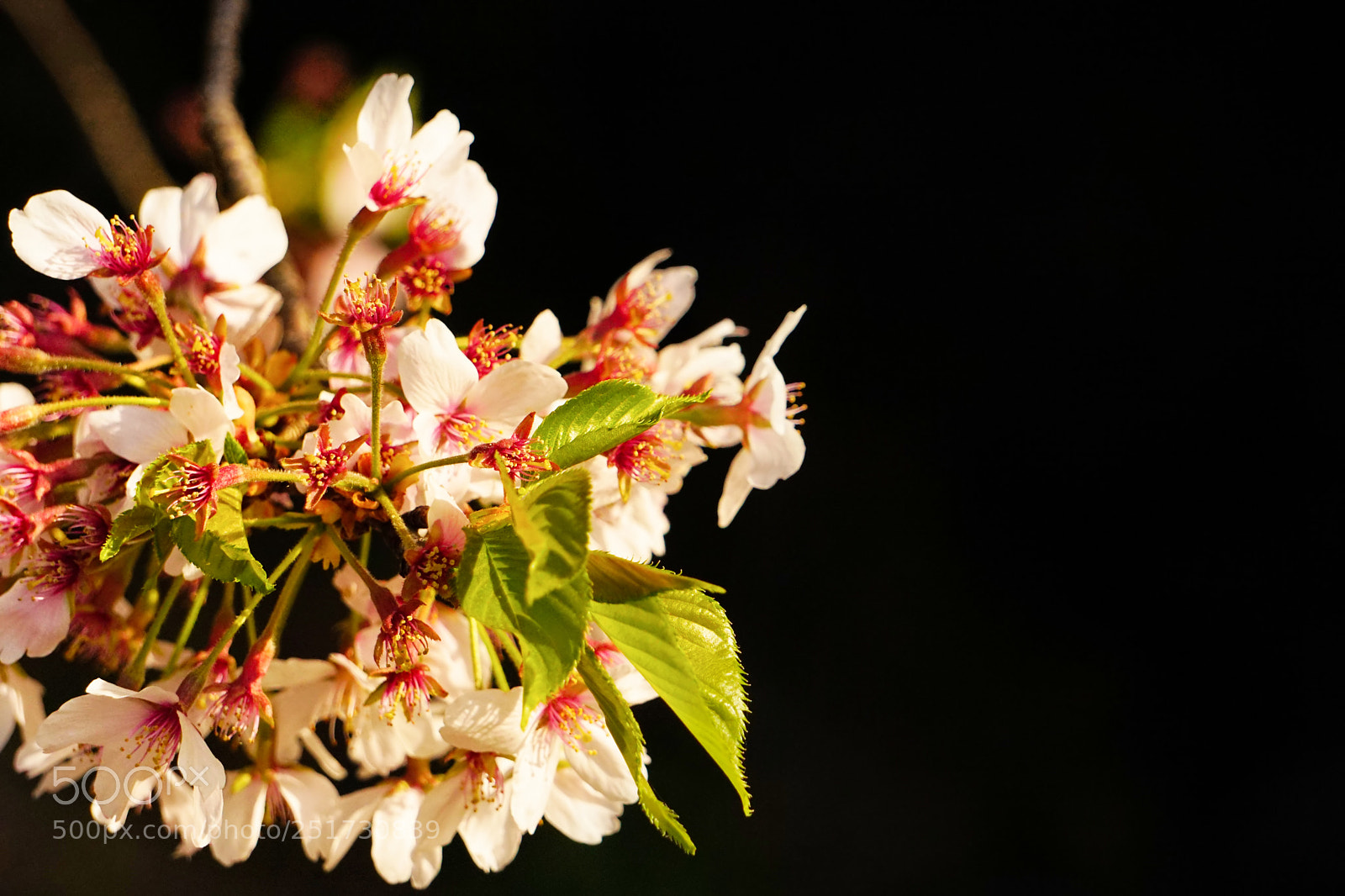 Sony a6300 sample photo. Sakura no.5 photography