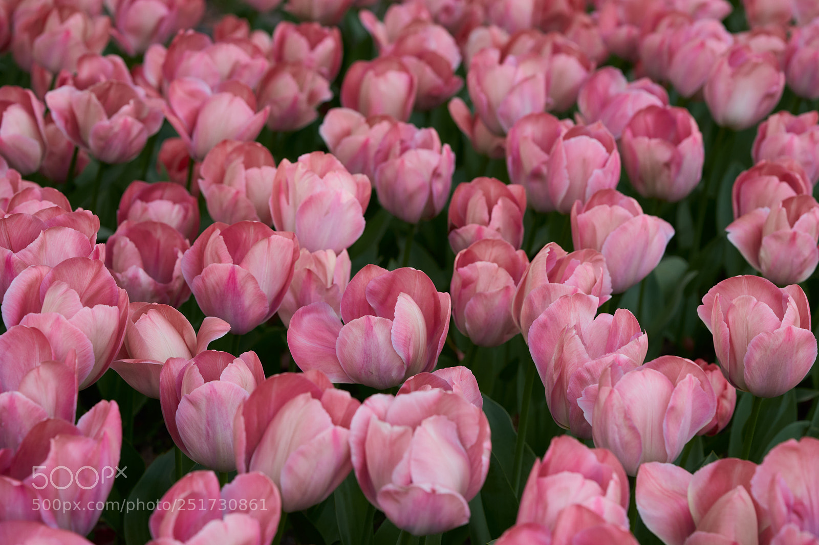 Sony a7 sample photo. Flowers 6351 photography