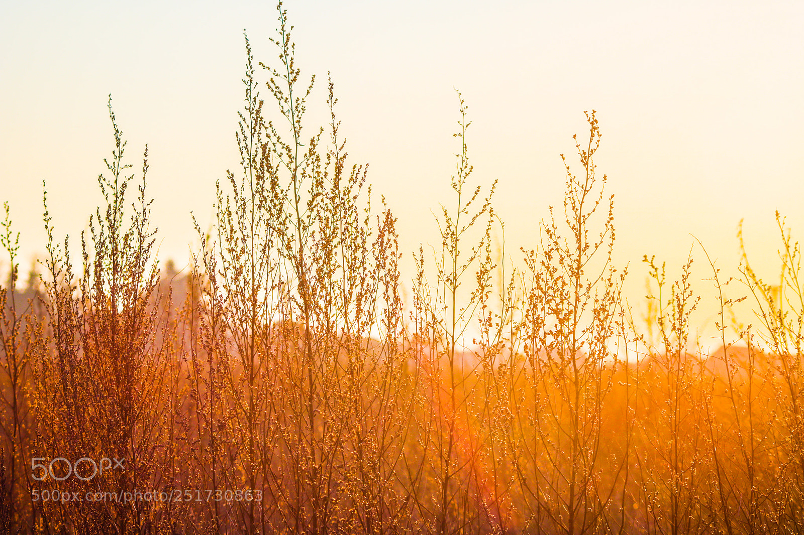 Canon EOS 750D (EOS Rebel T6i / EOS Kiss X8i) sample photo. Morning walk through the photography