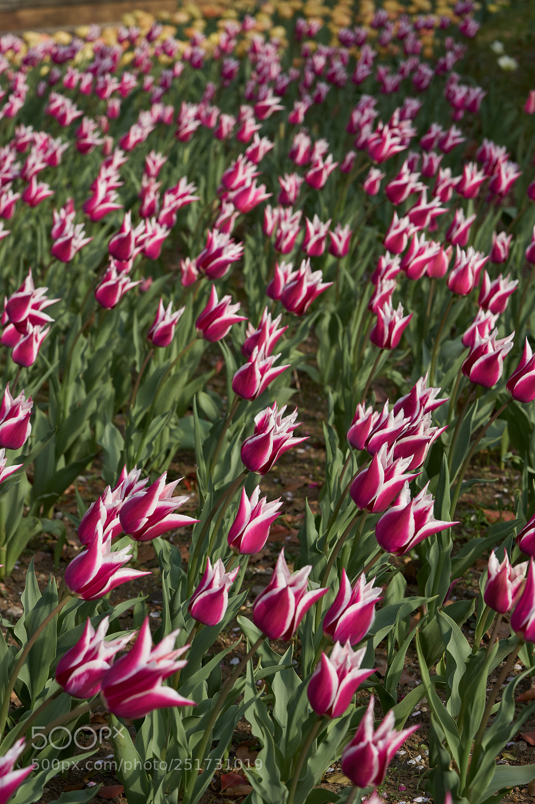 Sony a7 sample photo. Flowers 6352 photography