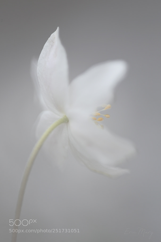 Canon EOS 5D Mark II sample photo. Anémone sylvie px photography