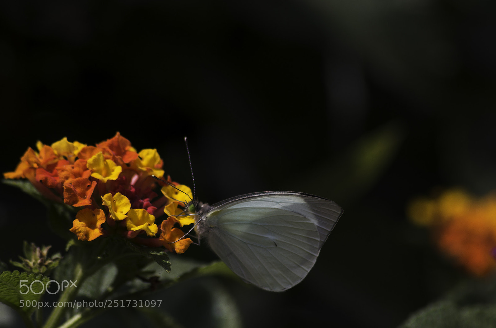 Nikon D5100 sample photo. Butterflywhite photography