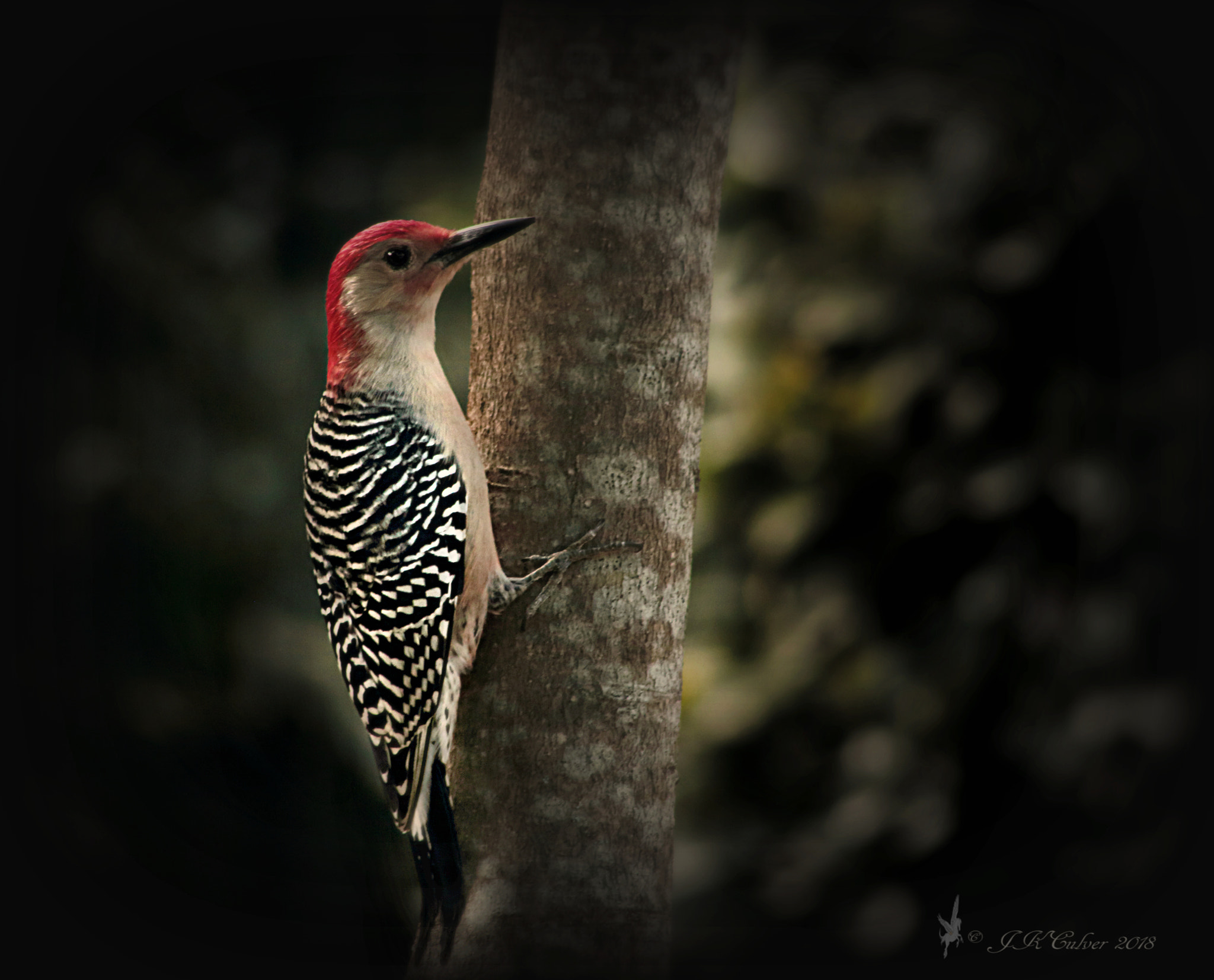 Canon EF 75-300mm f/4-5.6 sample photo. Mr. woody photography