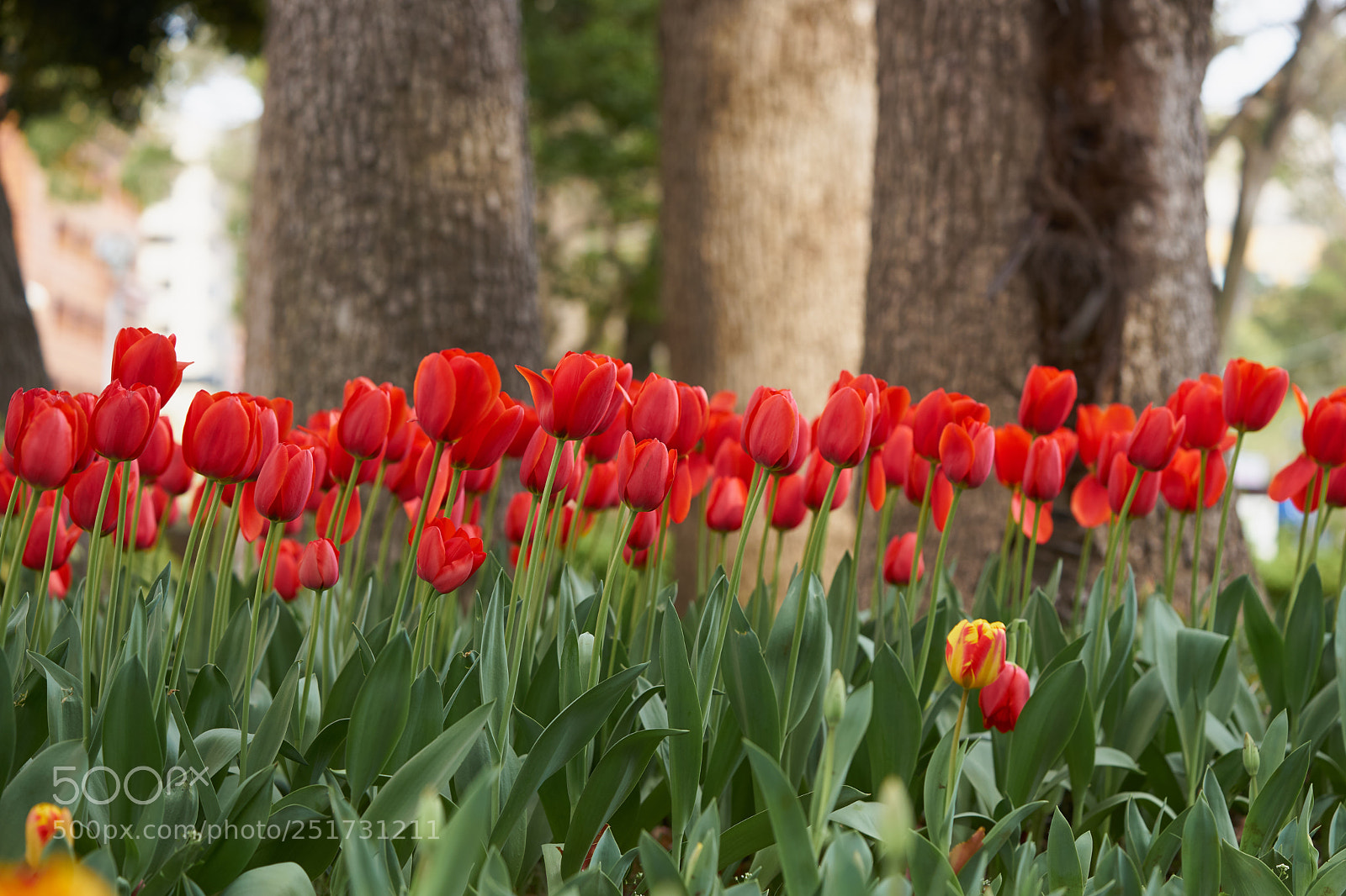 Sony a7 sample photo. Flowers 6353 photography