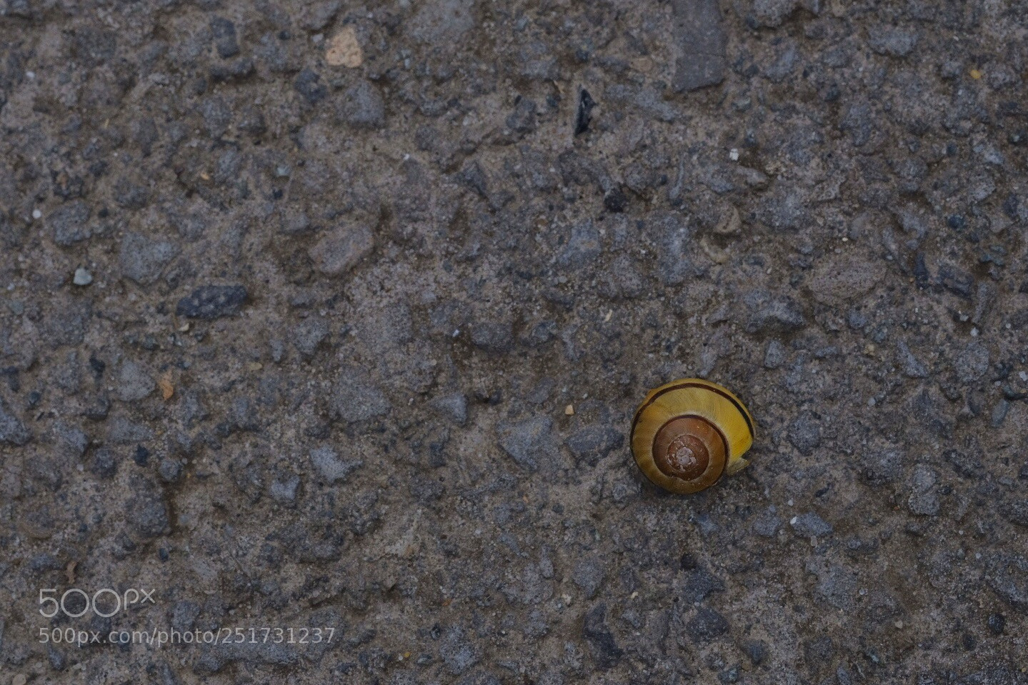 Fujifilm X-T2 sample photo. Shell photography