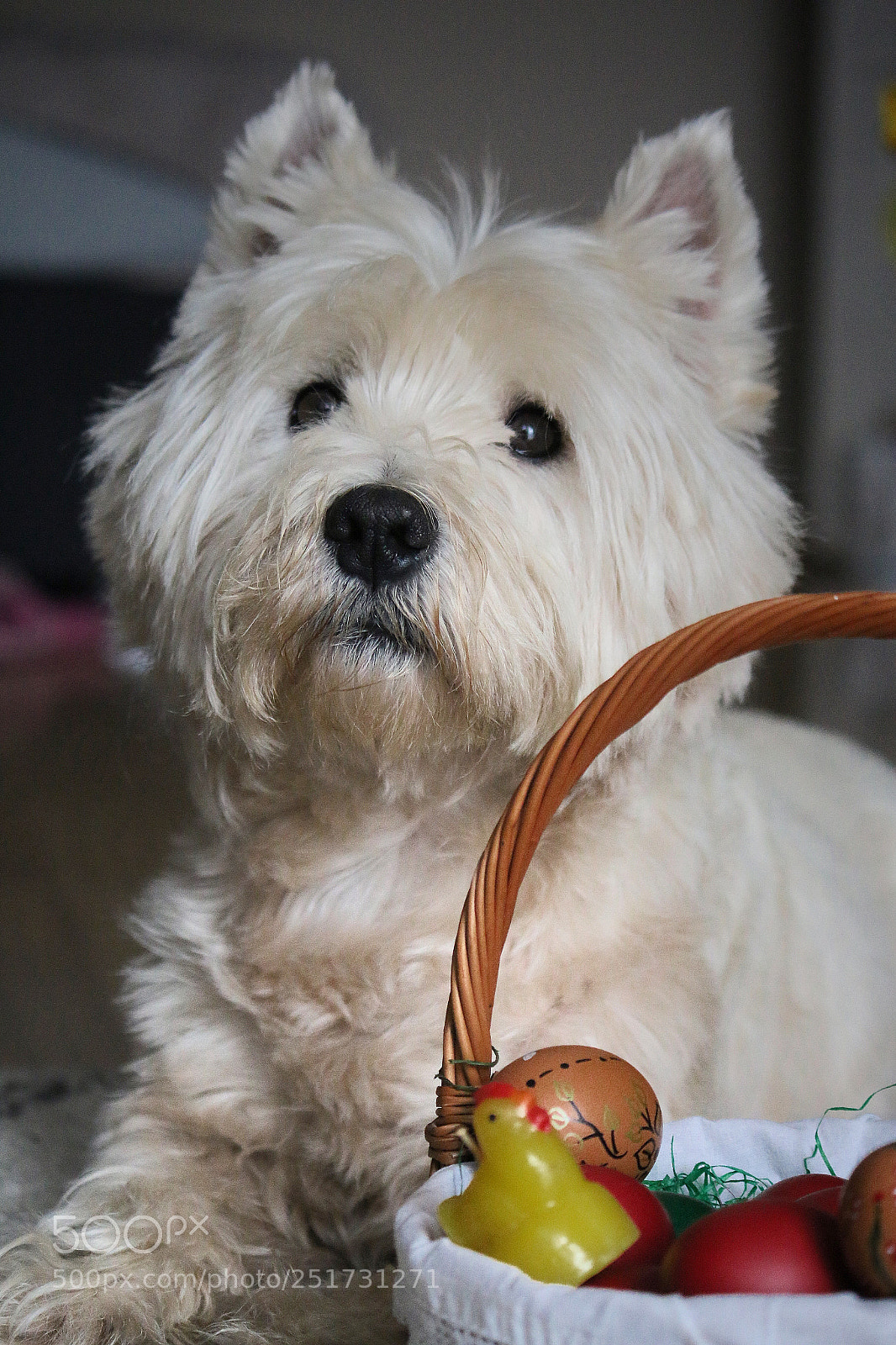 Canon EOS 70D sample photo. Westie photography
