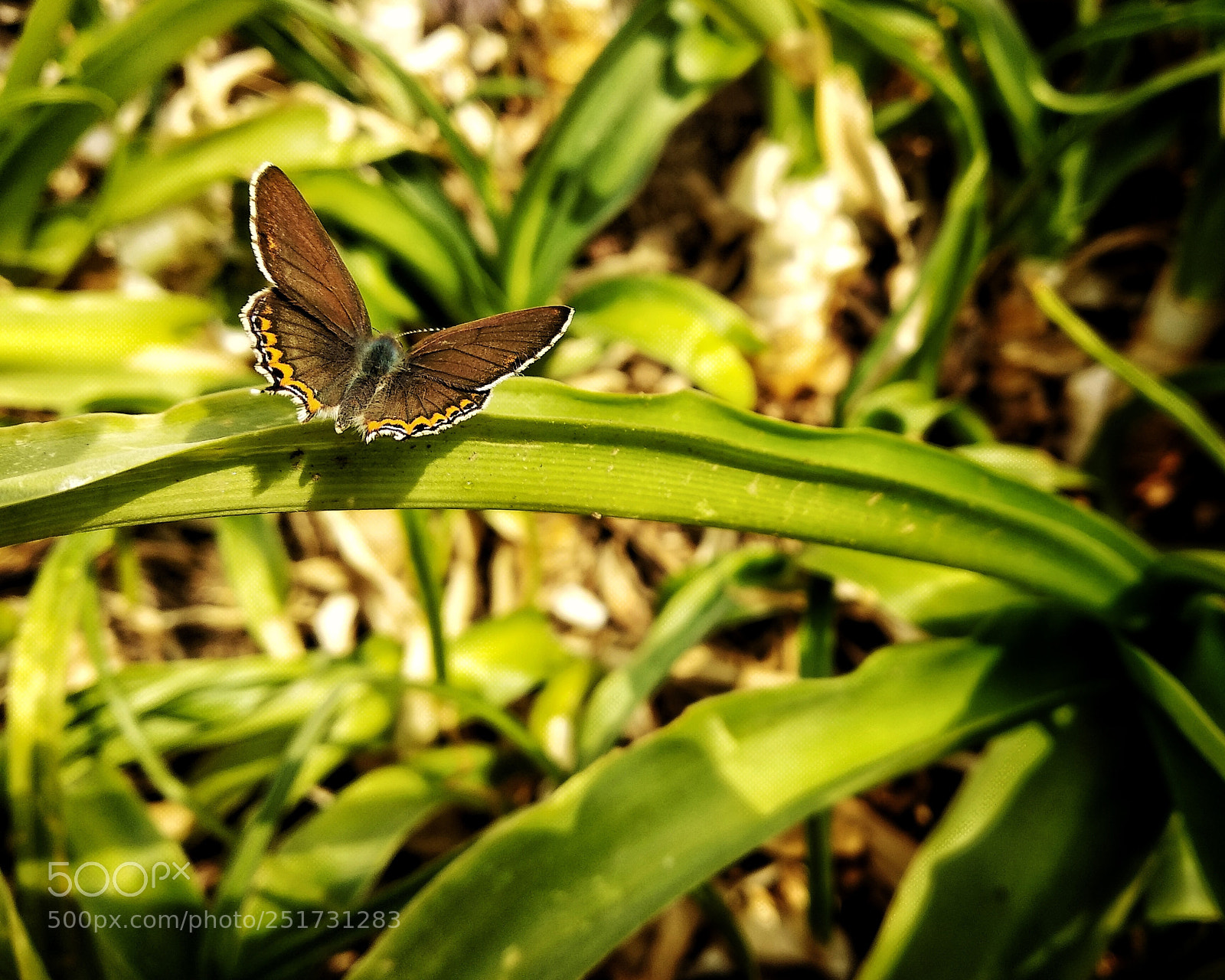 Xiaomi Redmi Note 5 sample photo. Butterfly photography