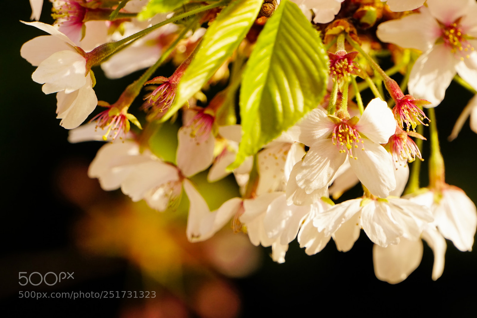 Sony a6300 sample photo. Sakura no.6 photography
