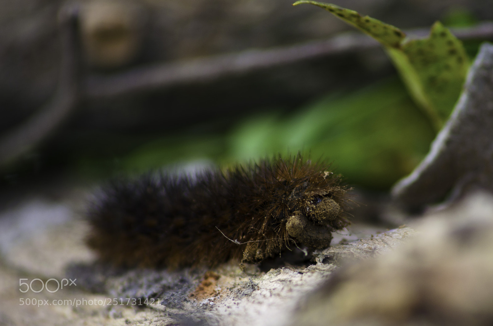 Nikon D5100 sample photo. Hairy brown catterpillar portrait photography