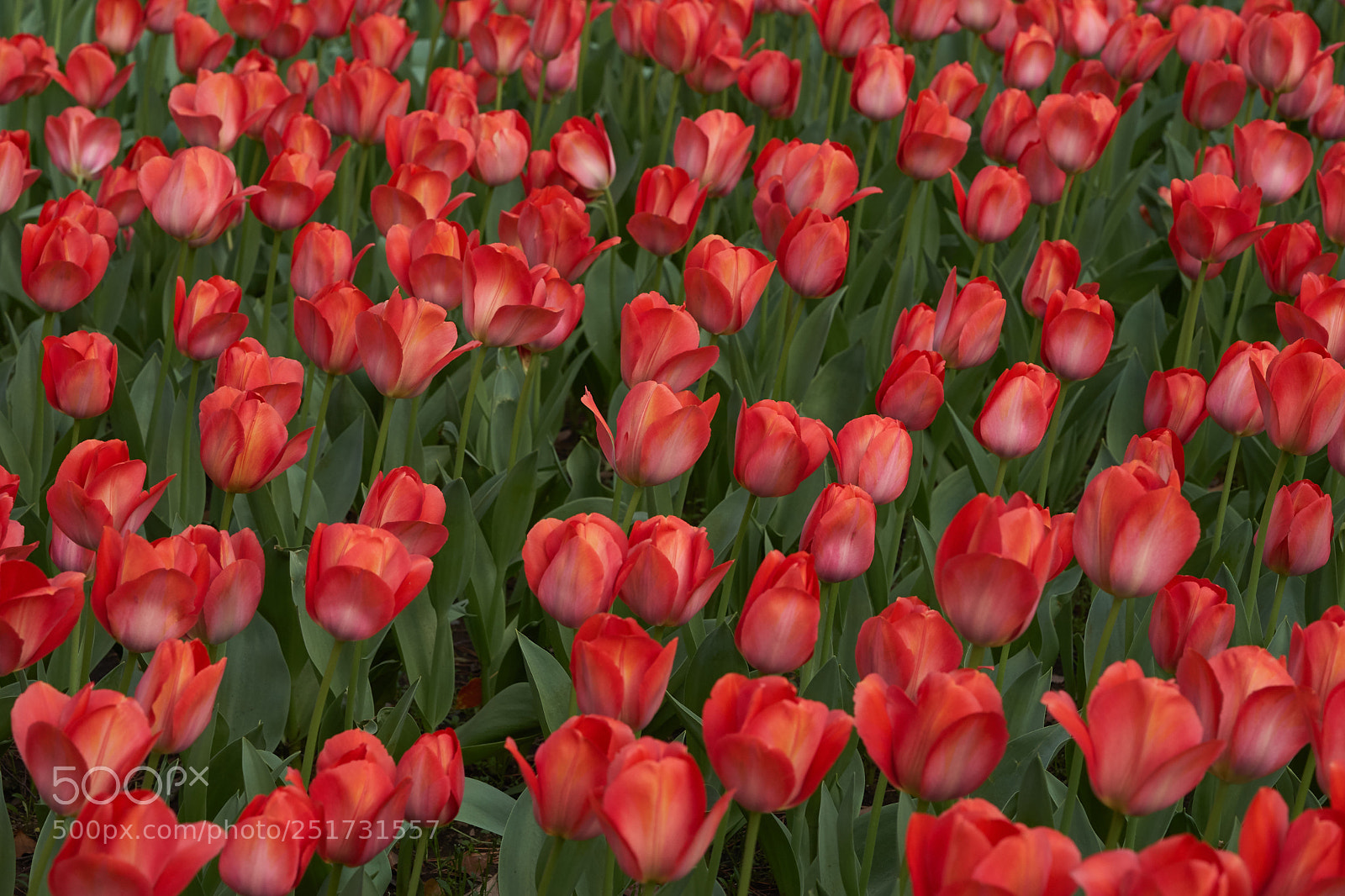 Sony a7 sample photo. Flowers 6355 photography