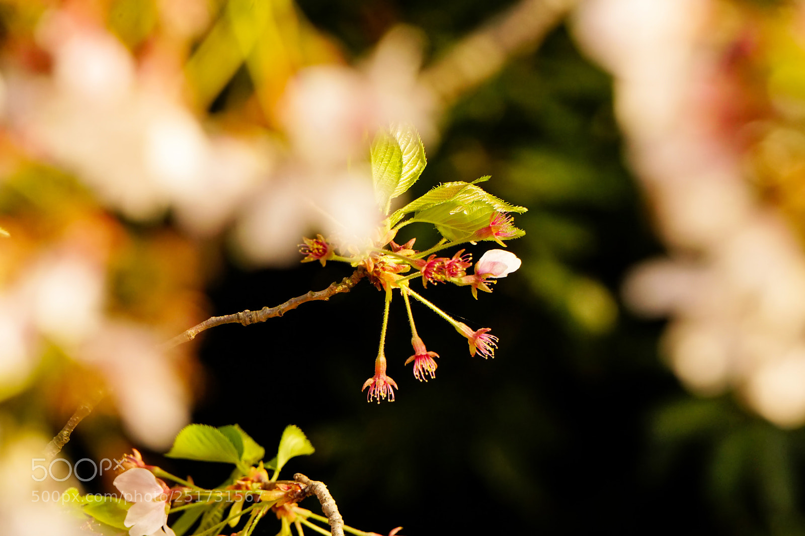 Sony a6300 sample photo. Sakura no.7 photography