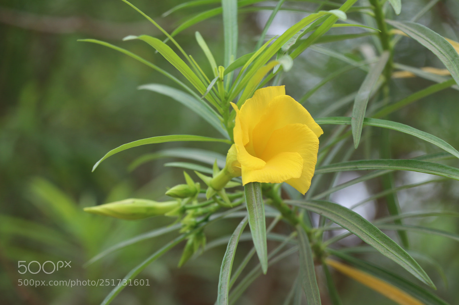 Canon EOS 80D sample photo. Yellow flower photography