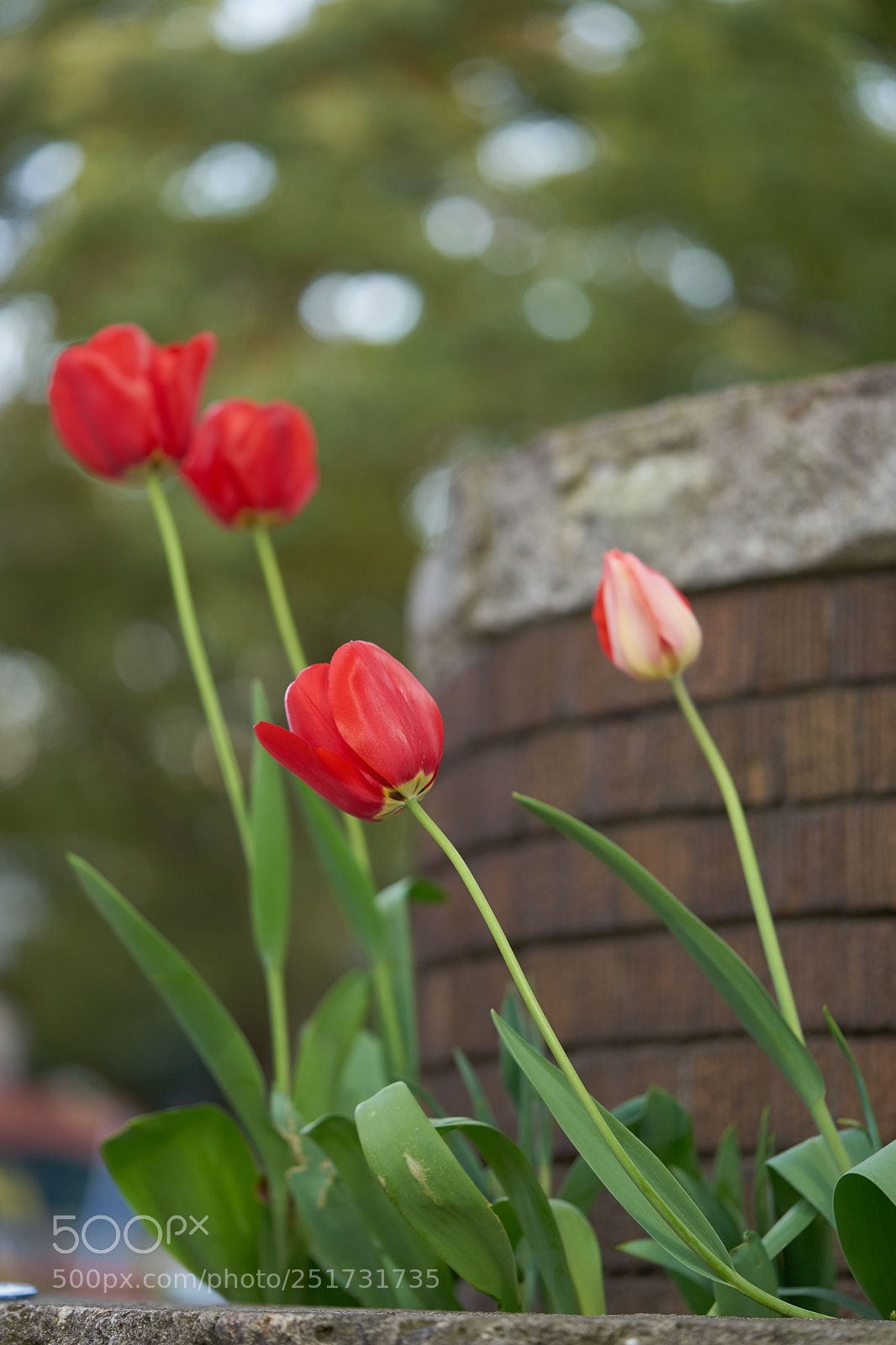 Sony a7 sample photo. Flowers 6356 photography